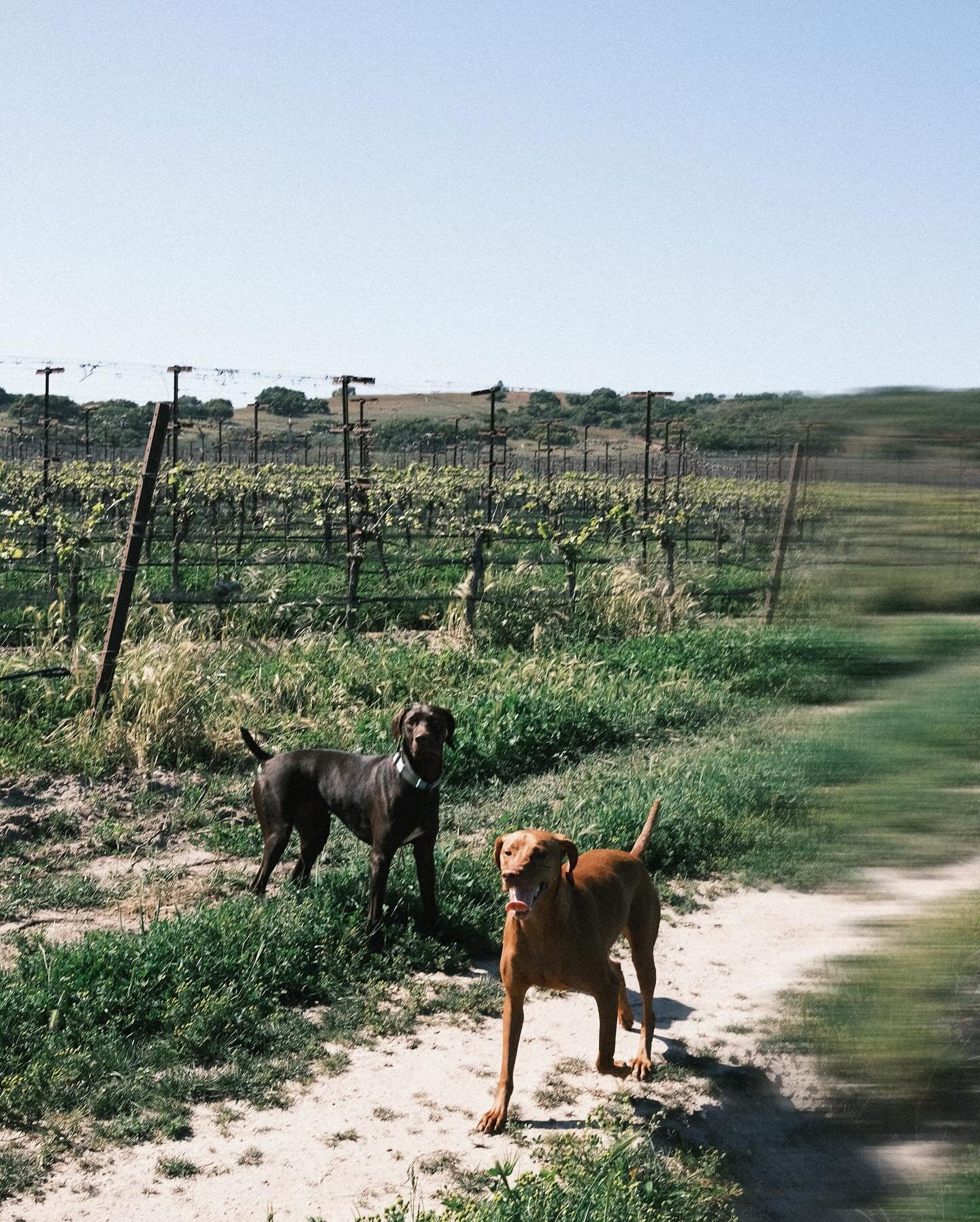 Maggie &amp; Lotti say it&rsquo;s a good day to drink wine! We&rsquo;re open in the Arts District 12-9 for glasses and tastings. Photo from Thursday on @paliwineco vineyard, where we are lucky to source many of our grapes from. @paliwineco has been f