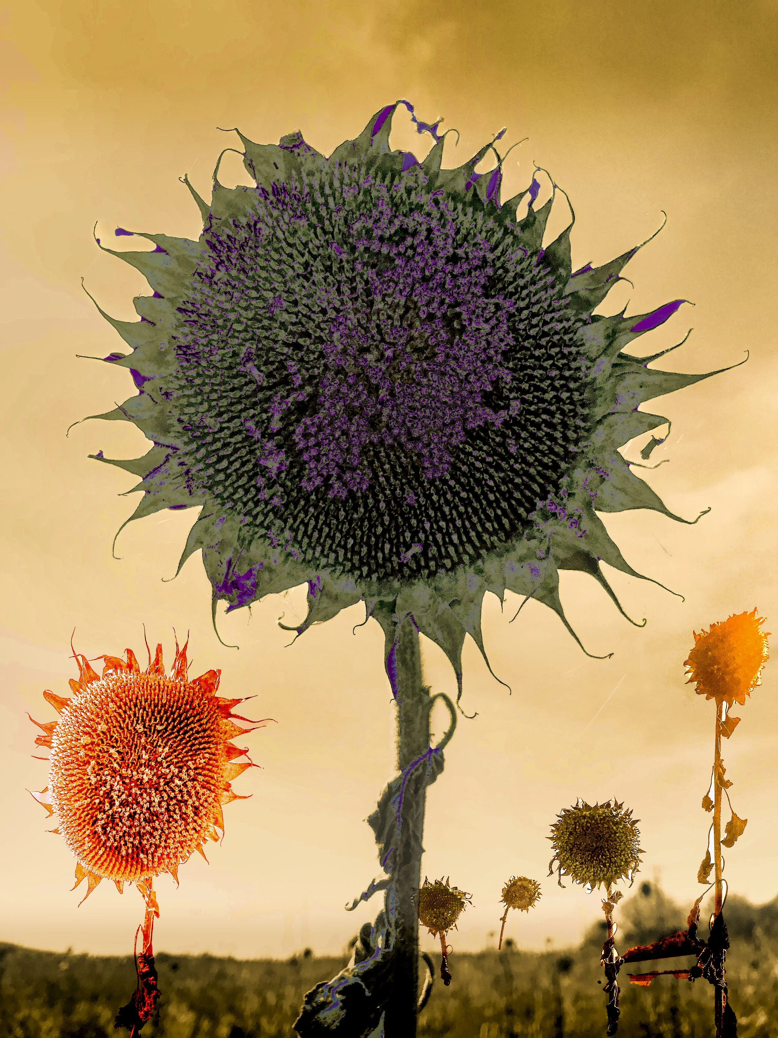 Sunflower 1.