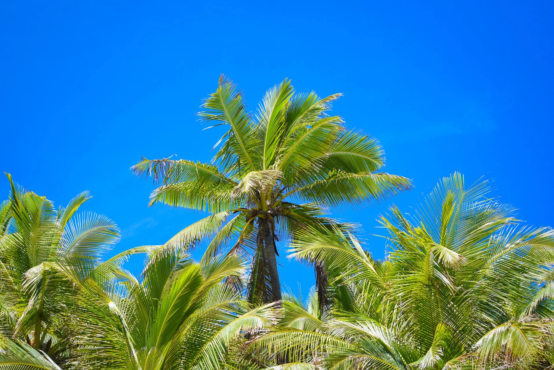 PHOTO CREDIT CHRIS PEGMAN PALMS AND BLUE SKIES.jpeg