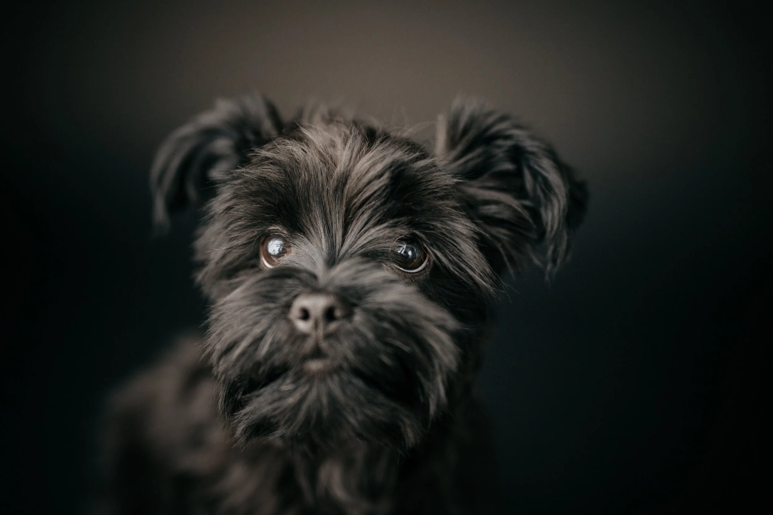 Are Dog Worms Contagious??? Everything You Need To Know!! — BARKSeat