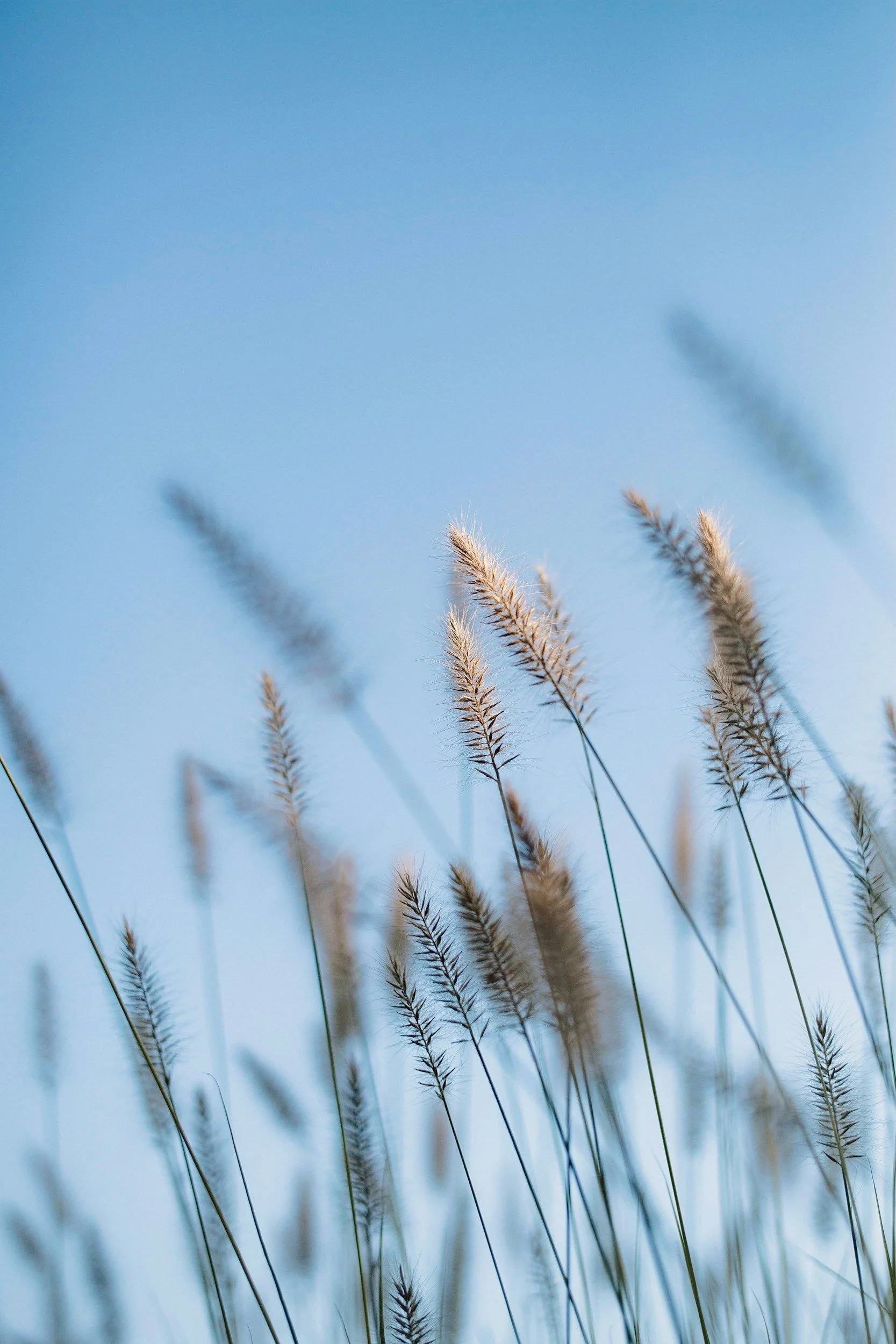 Tall grasses gently moving in the breeze, evoking a sense of calm and presence.