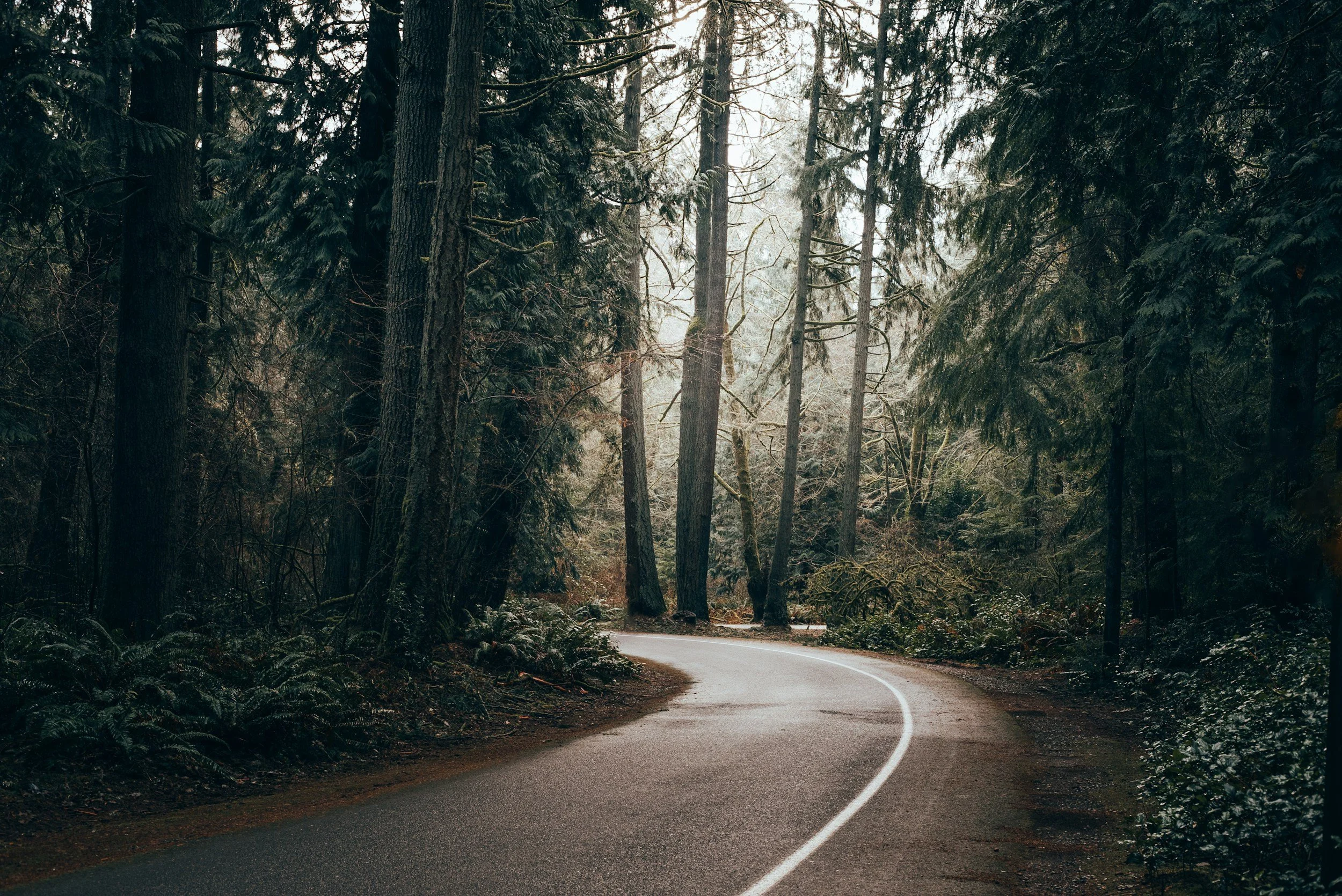 A winding dirt road surrounded by tall evergreen trees in soft natural light, representing hope, resilience, and new beginnings.