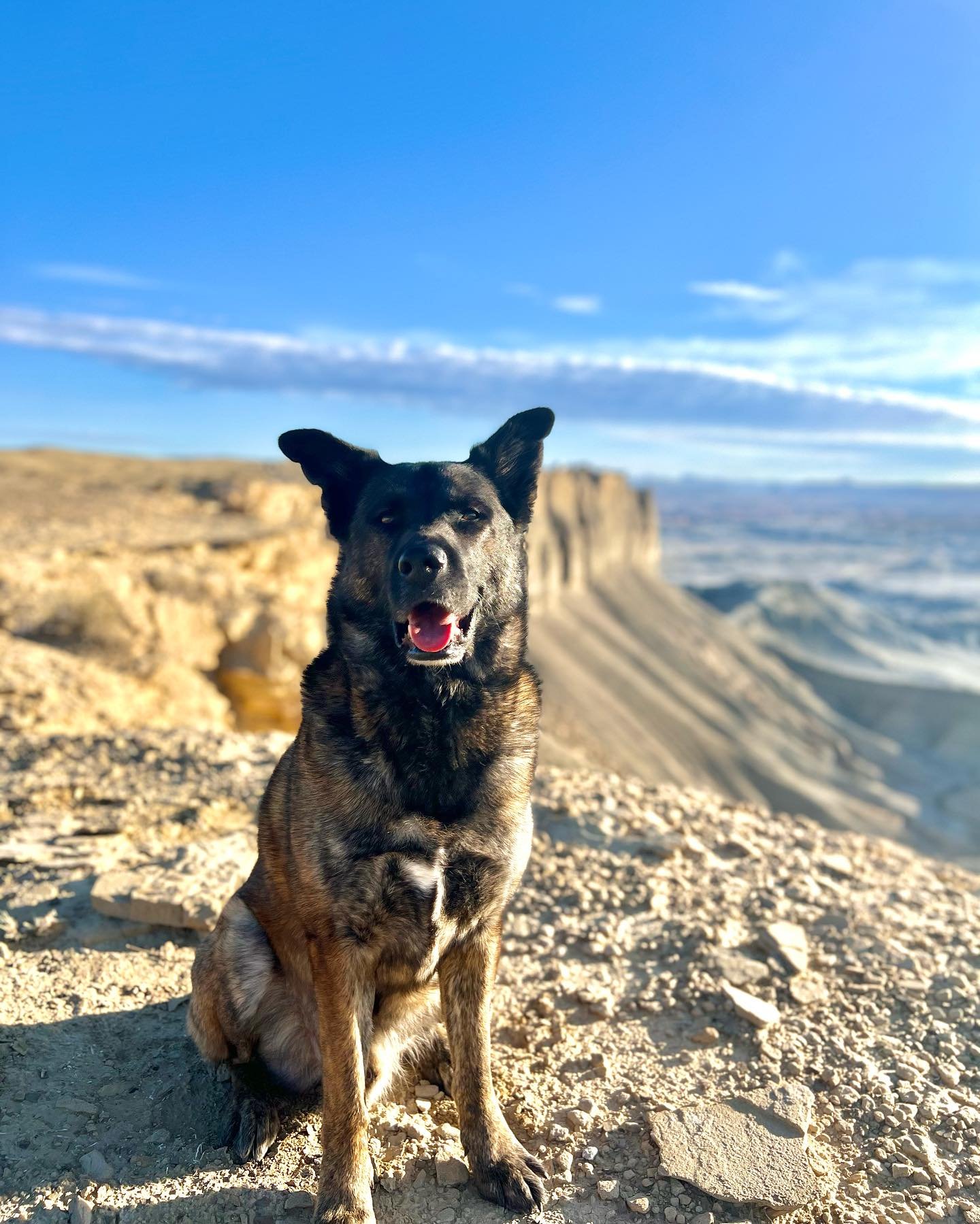 seeing amazing places &lt; seeing amazing places with your DOG

Kenai has now been to 
- Moonscape Overlook
- Temple of the Sun and Moon
- Goblin Valley State Park
- Bentonite Hills
- Long Dong Spire

Have you been to these spots yet? Which one are y