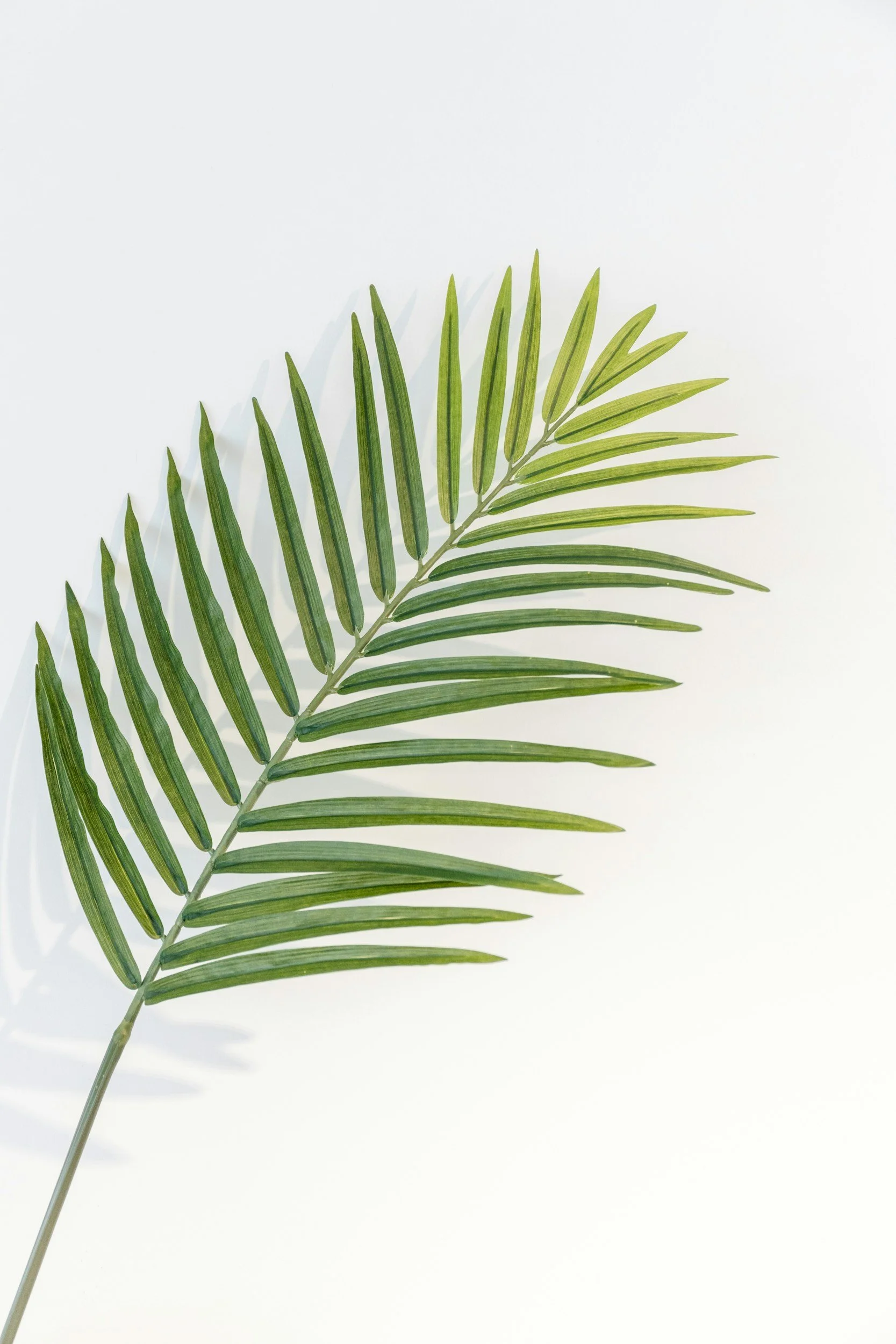 a single fern leaf