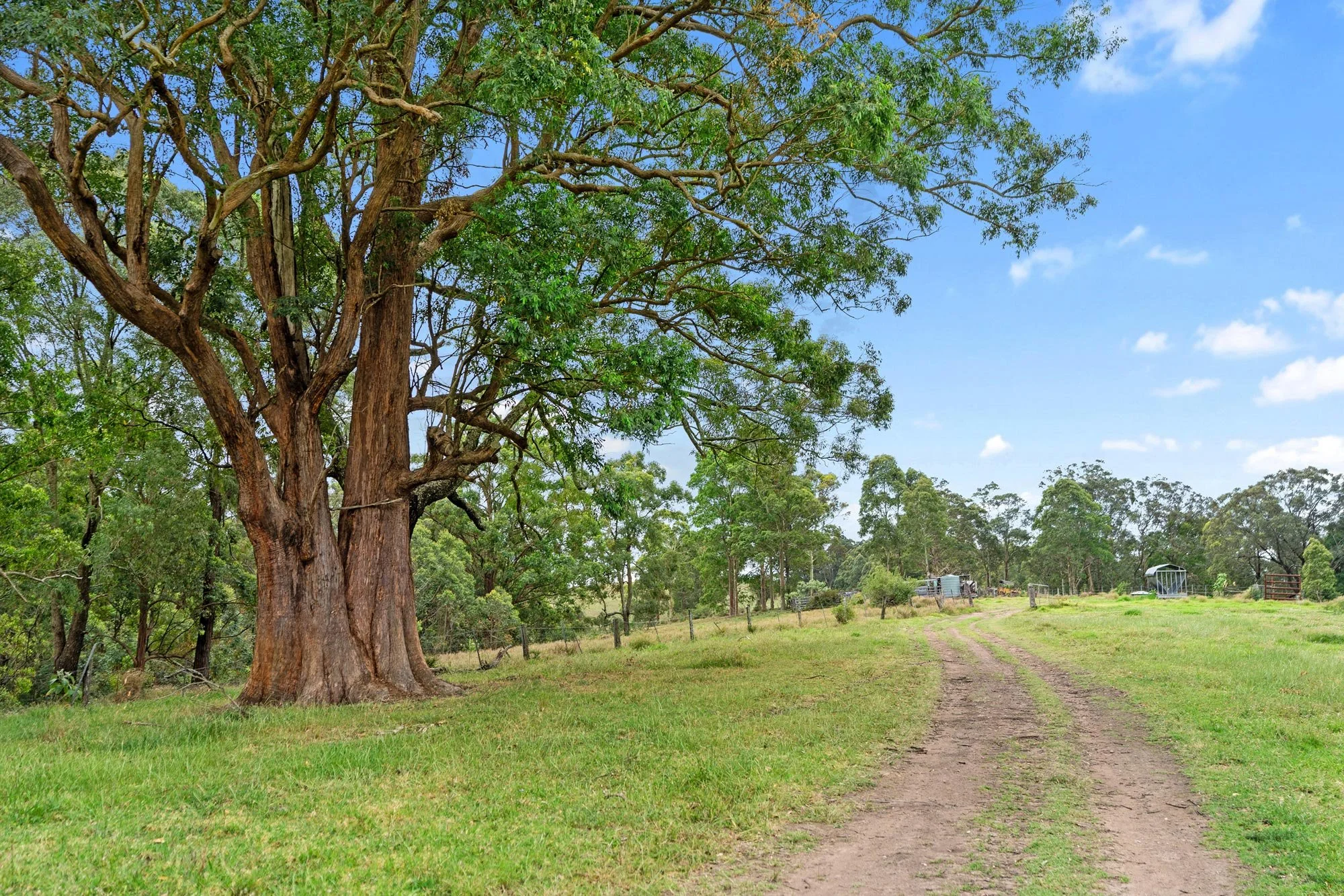 Limeburners-Ridge-Pastoral_Metropolitan-Maitland_Kurri-Kurri-Hotel_Paddock-to-Plate_Photo-of-tree-and-path.jpg