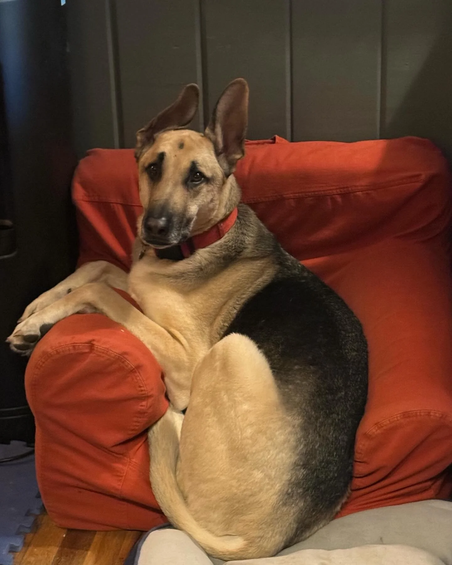 A dog with one ear upright and one ear flopped over, sitting on a red armchair with a black wall background.