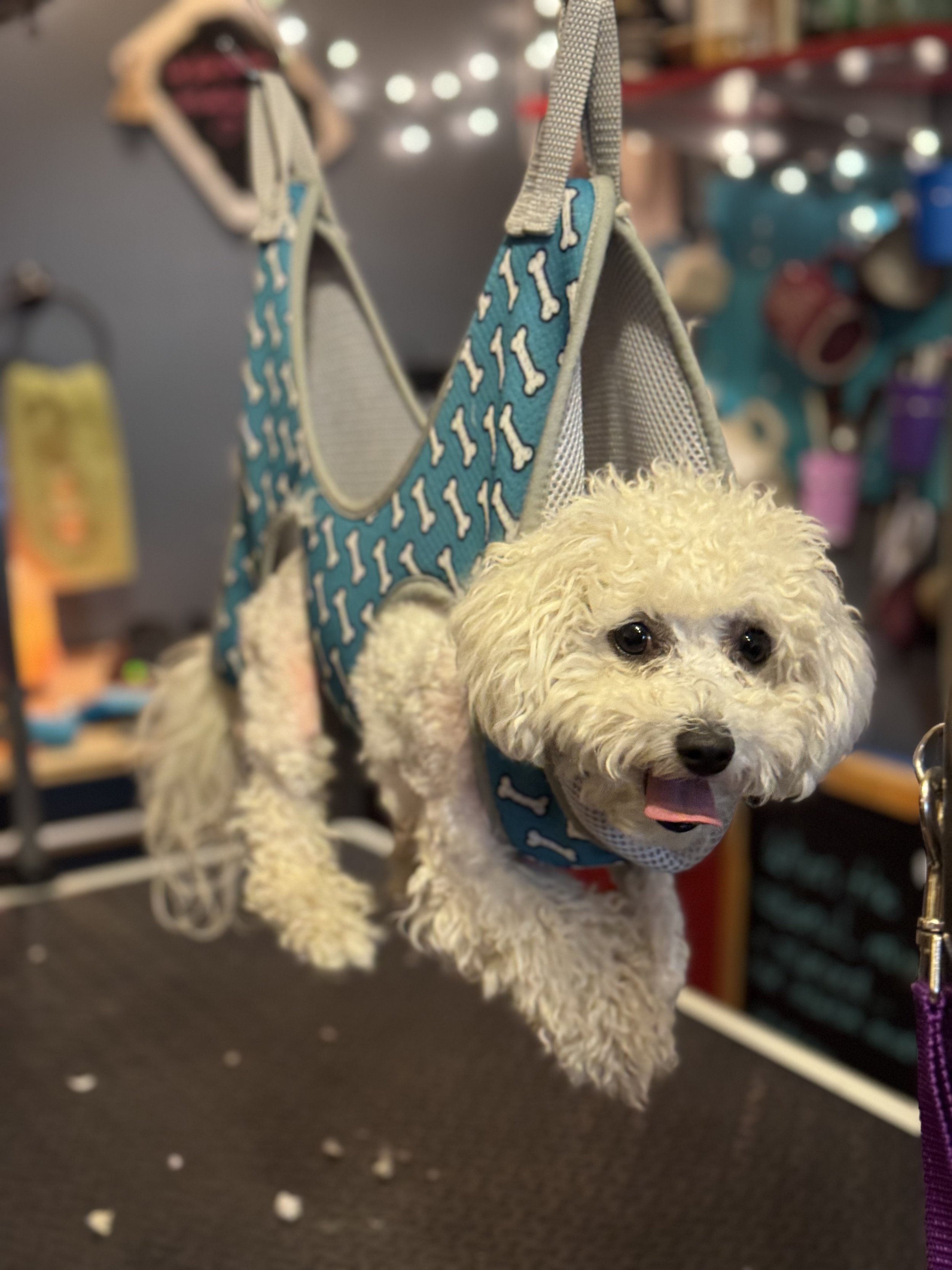 A small white poodle is being groomed and is positioned on a grooming table. The dog is wearing a blue harness with white bones pattern and a matching bandana. The background features various grooming supplies and toys, some hung on a wall.