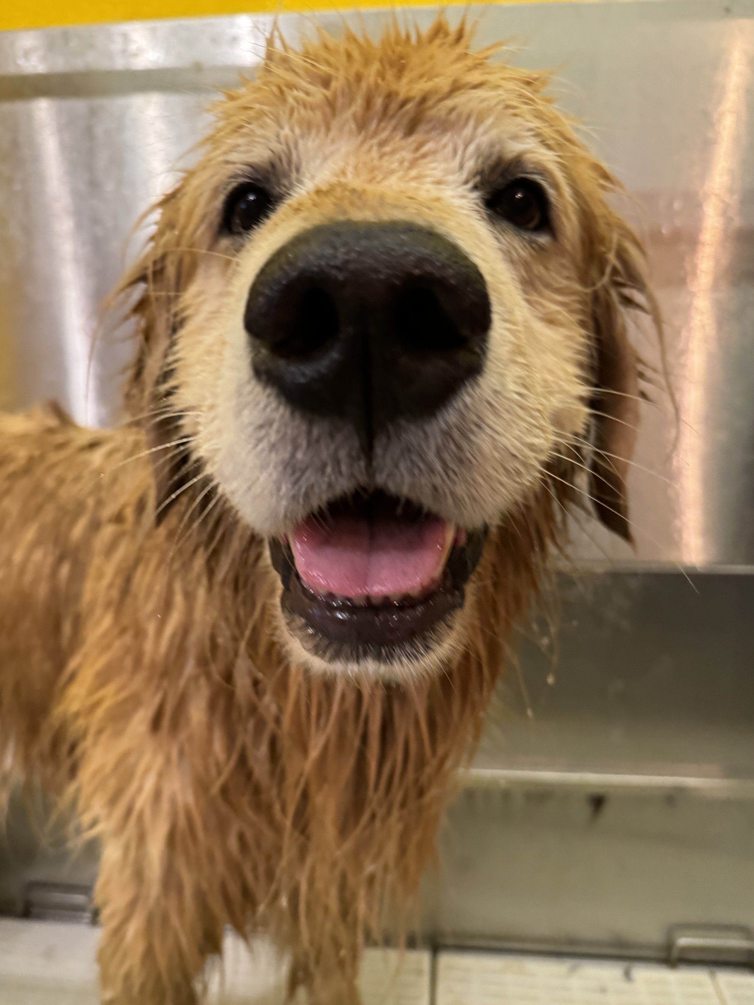 A wet Golden Retriever dog with its mouth open, close-up of face, with a metal background.