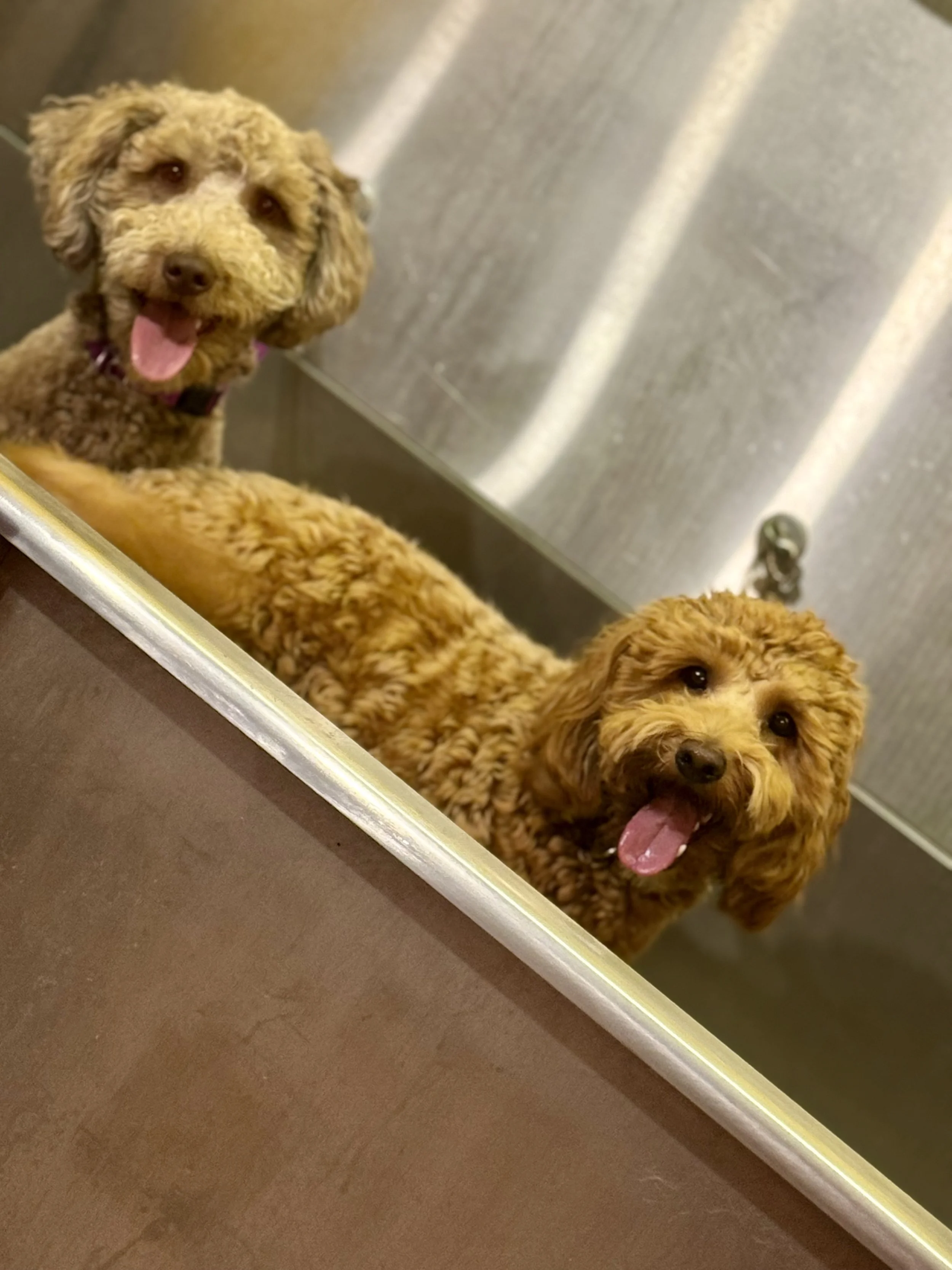 Two fluffy brown dogs in a grooming tub, smiling with tongues out, at a pet grooming station.