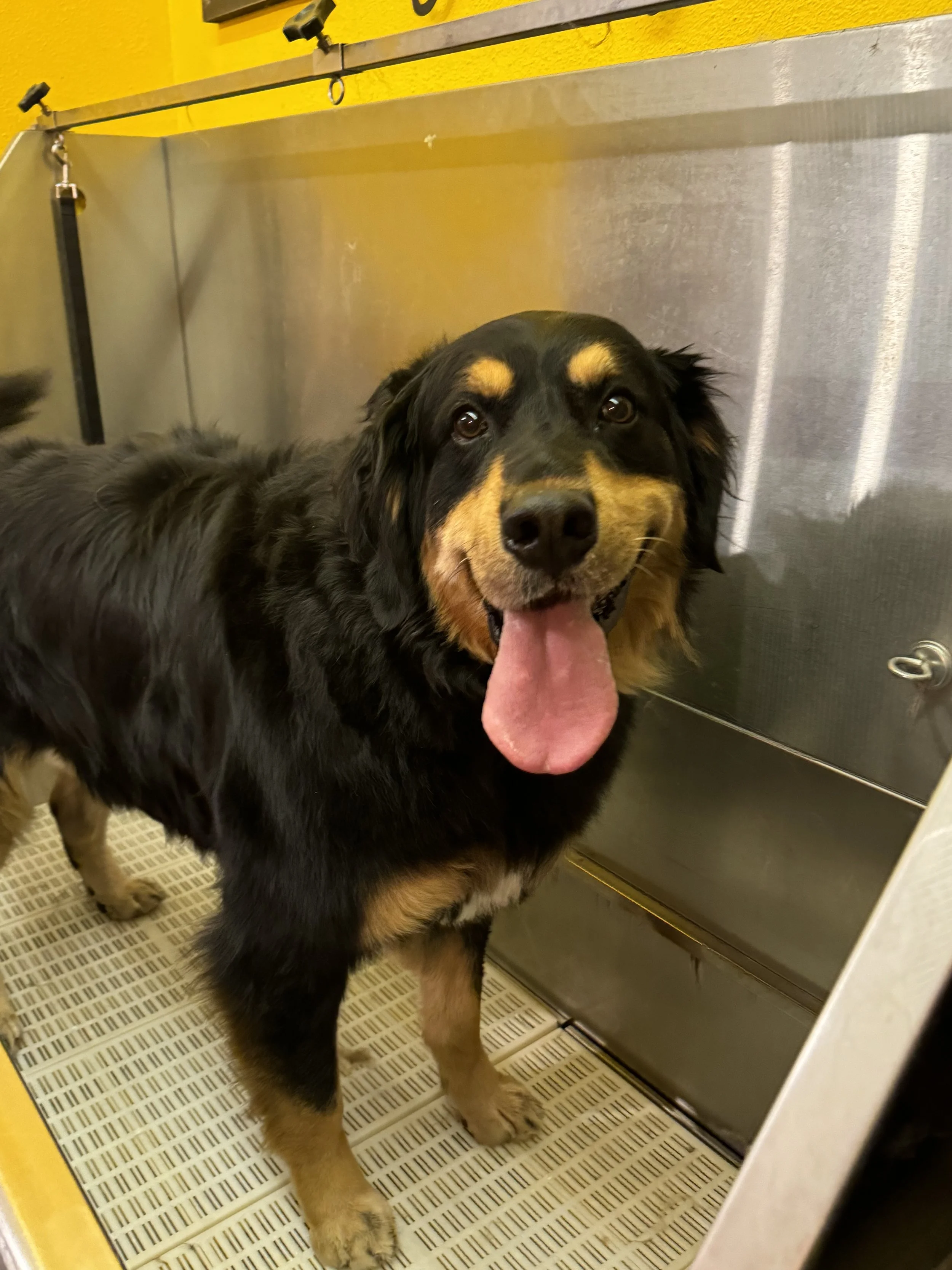Happy Bernese Mountain Dog standing in a stainless steel kennel, with its tongue out and looking at the camera.