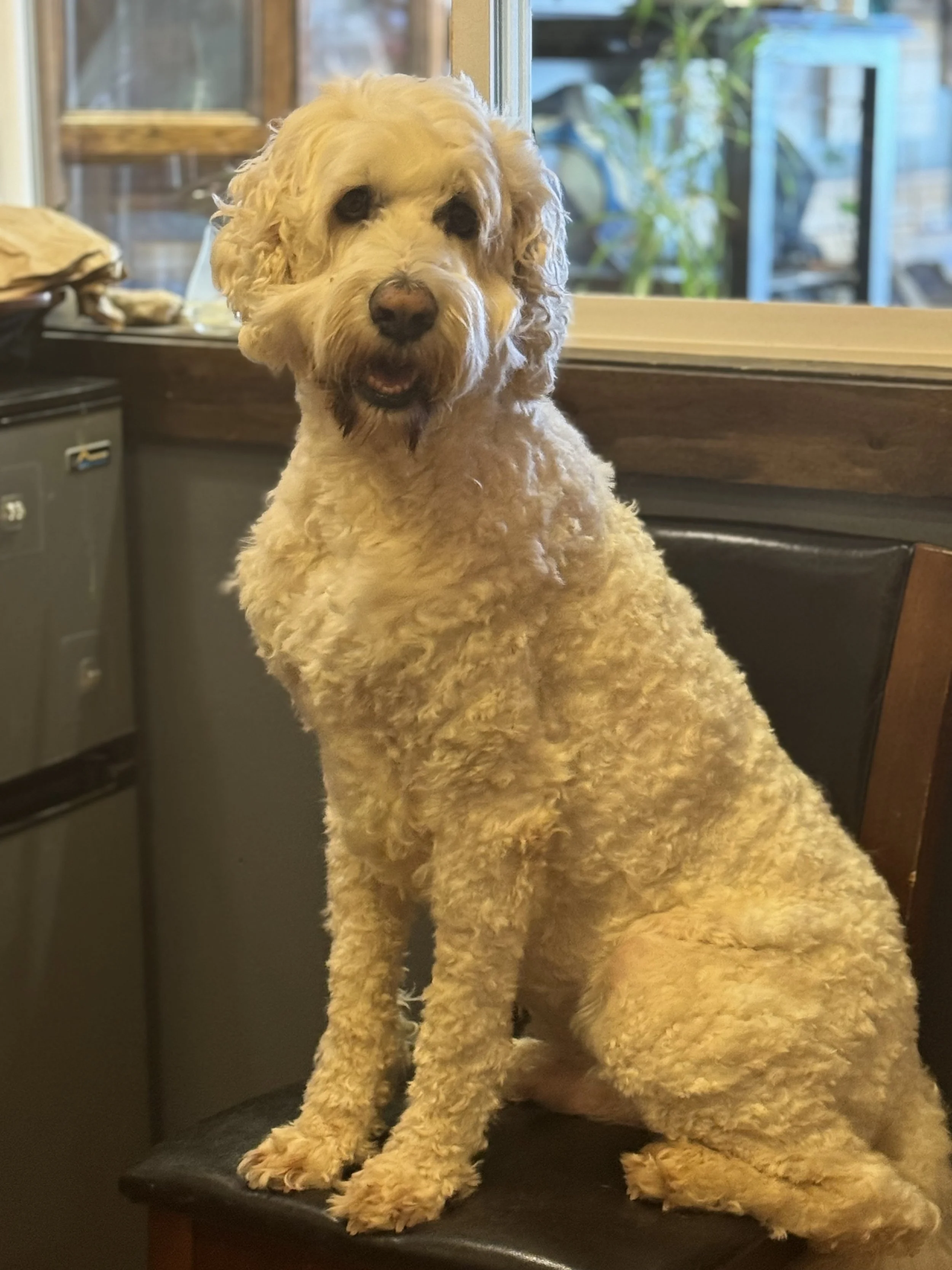 A curly-haired, beige dog sitting on a chair indoors with a kitchen and a window in the background.