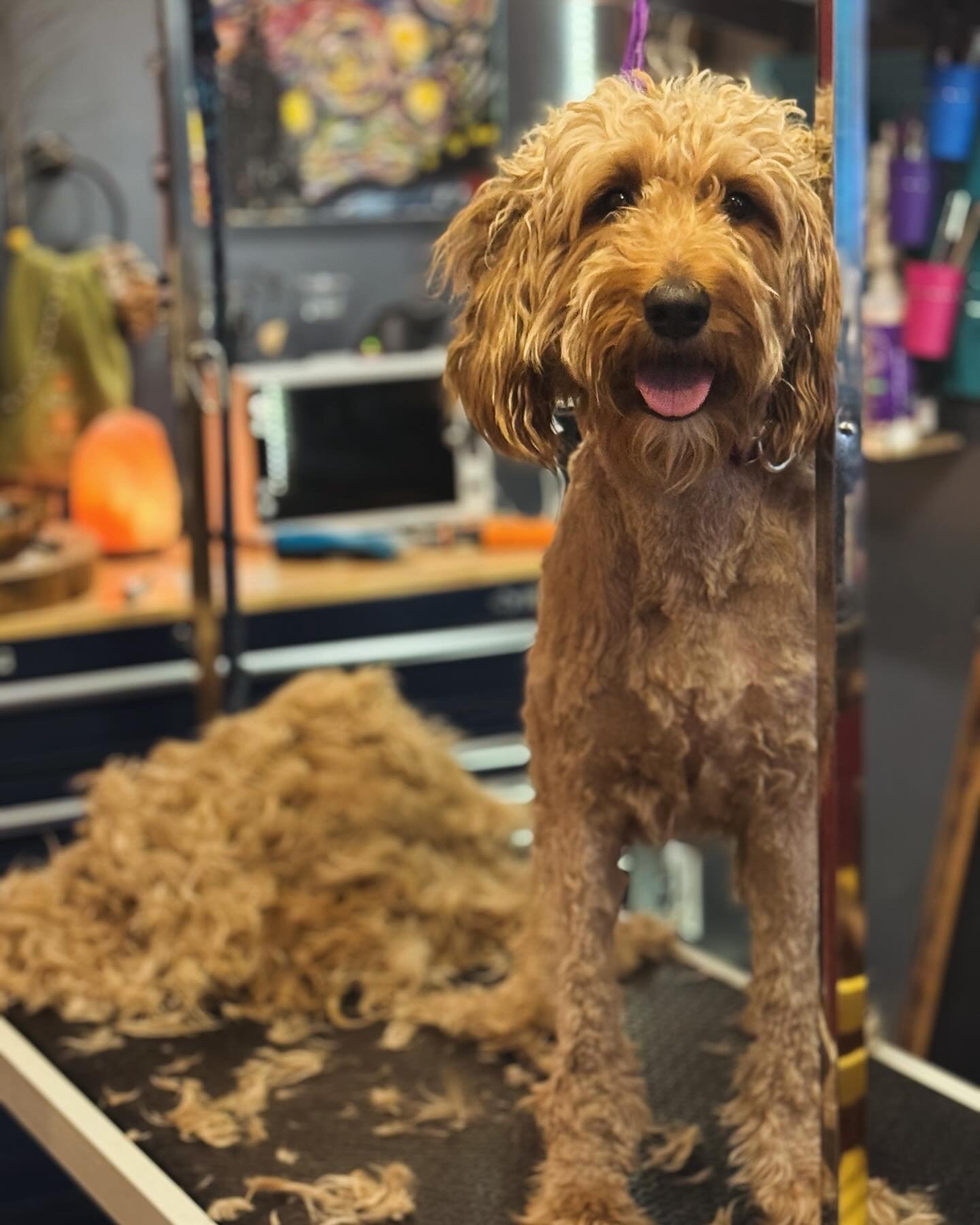 A happy, groomed dog with curly, light brown fur stands on a grooming table in a grooming salon, with fur bits on the table. The background shows grooming tools and supplies.