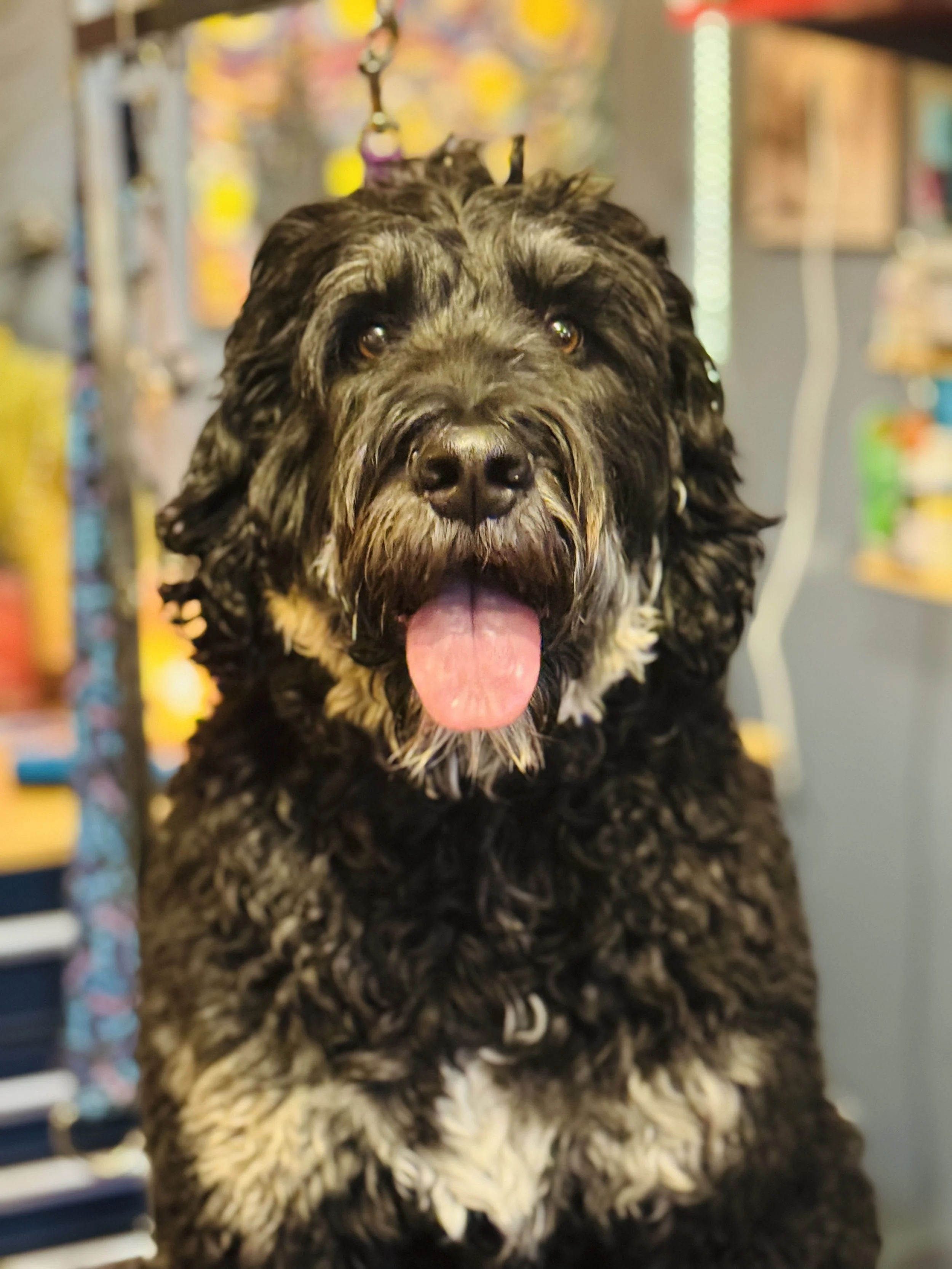 A black and brown curly-haired dog with its tongue out, sitting indoors with colorful background.
