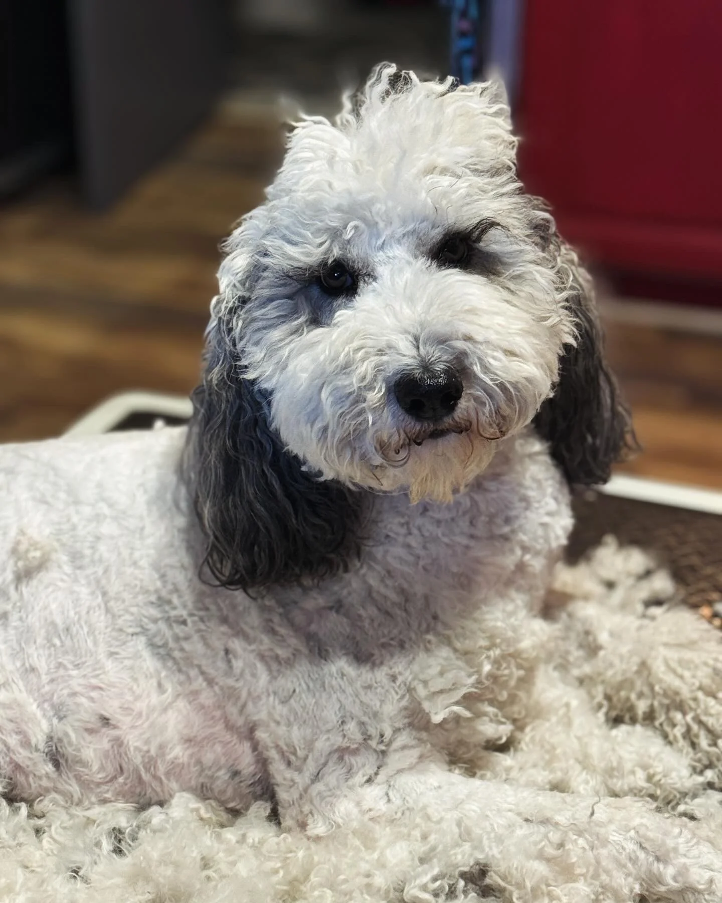 A fluffy, curly-haired dog with black and white fur, sitting on a soft blanket, looking at the camera with a curious expression.