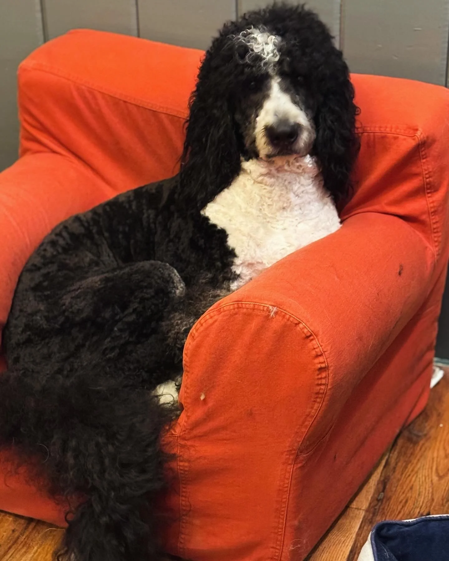 A black and white curly-haired dog, possibly a Cocker Spaniel puppy, sitting comfortably on an orange armchair with a wooden floor nearby.