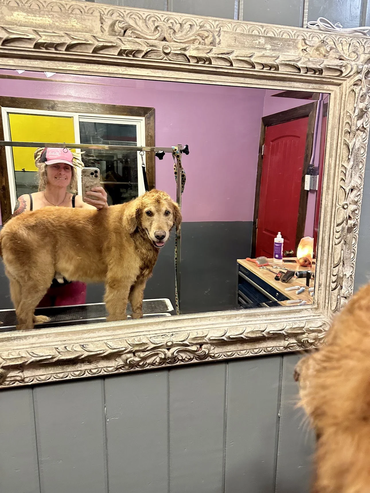 A woman in a pink cap taking a selfie in a mirror with a golden retriever dog. The mirror has an ornate frame, and inside the room, there is a purple wall, a red door, and a wooden desk with grooming tools and supplies.