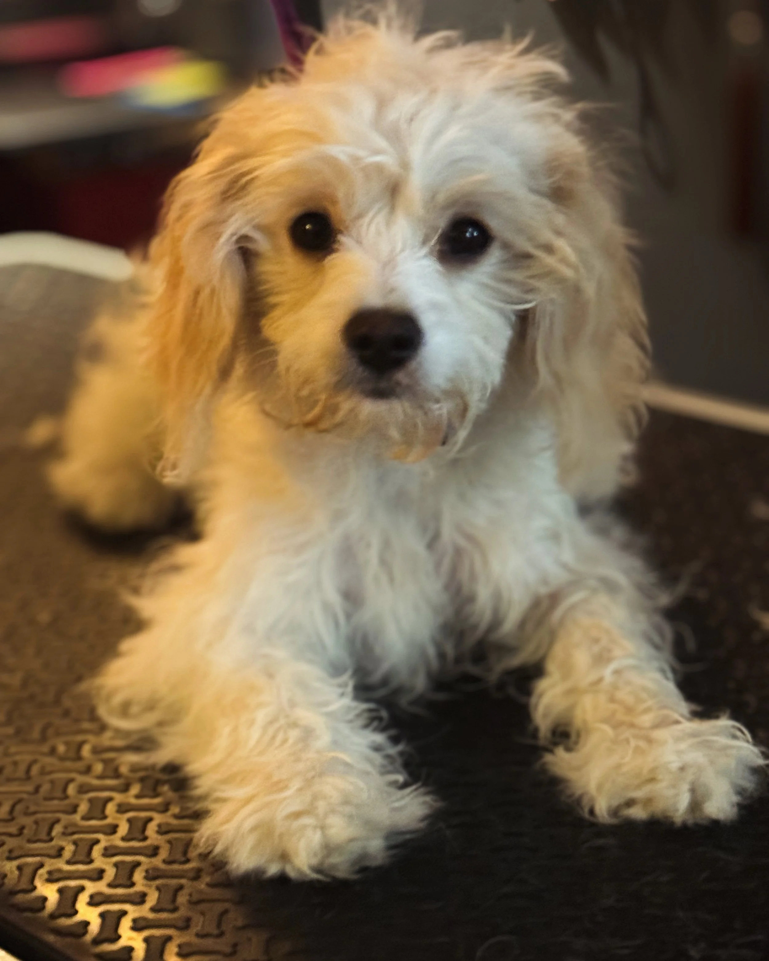 A small white and tan puppy with long, floppy ears sitting on a textured black surface, looking at the camera with dark eyes.