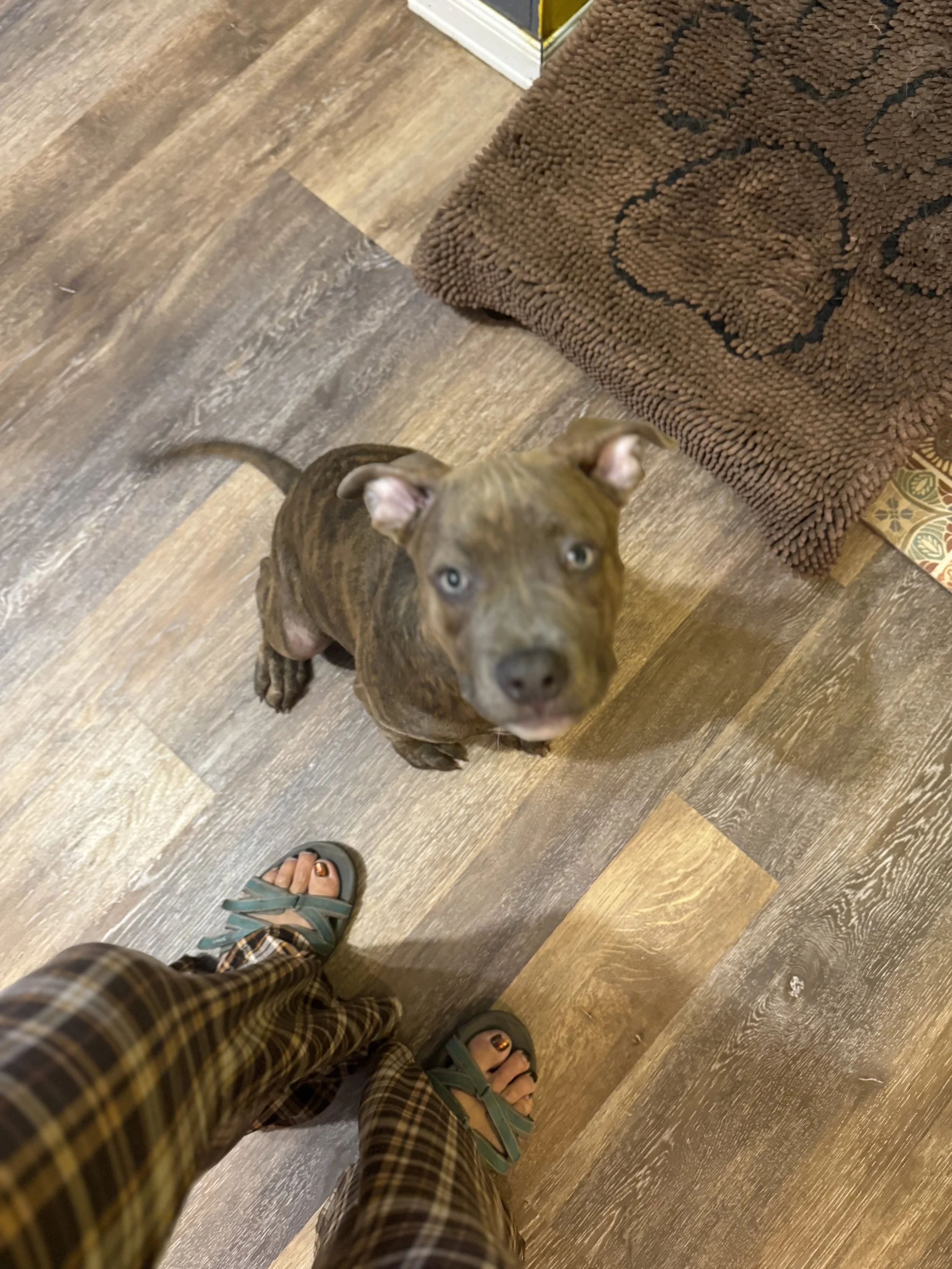 A small brindle puppy looking up at the camera from a wooden floor, with a person's feet in plaid pajamas and teal sandals visible in the foreground.