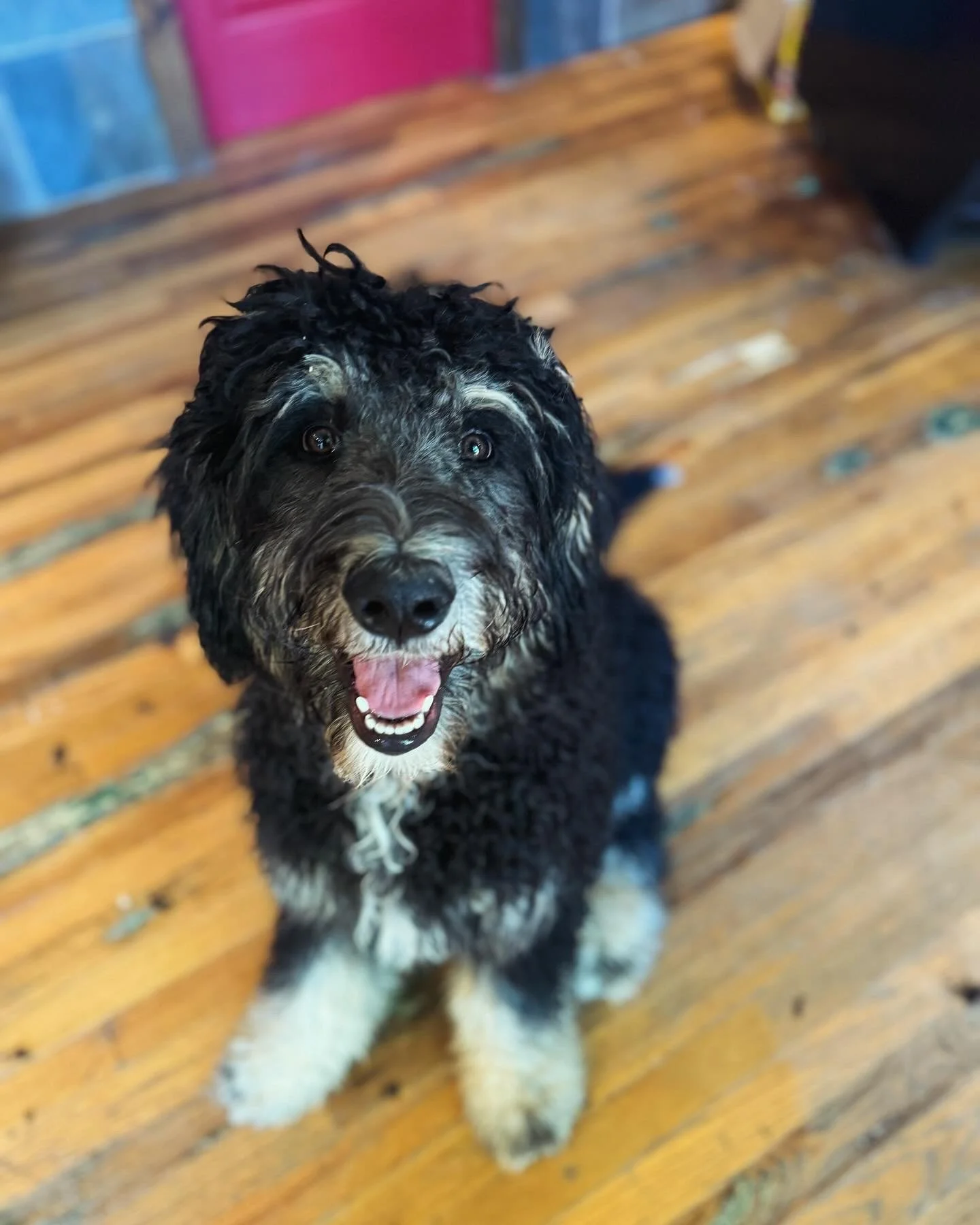 A happy black and white mixed-breed dog with curly fur sitting on a wooden floor, looking up at the camera.