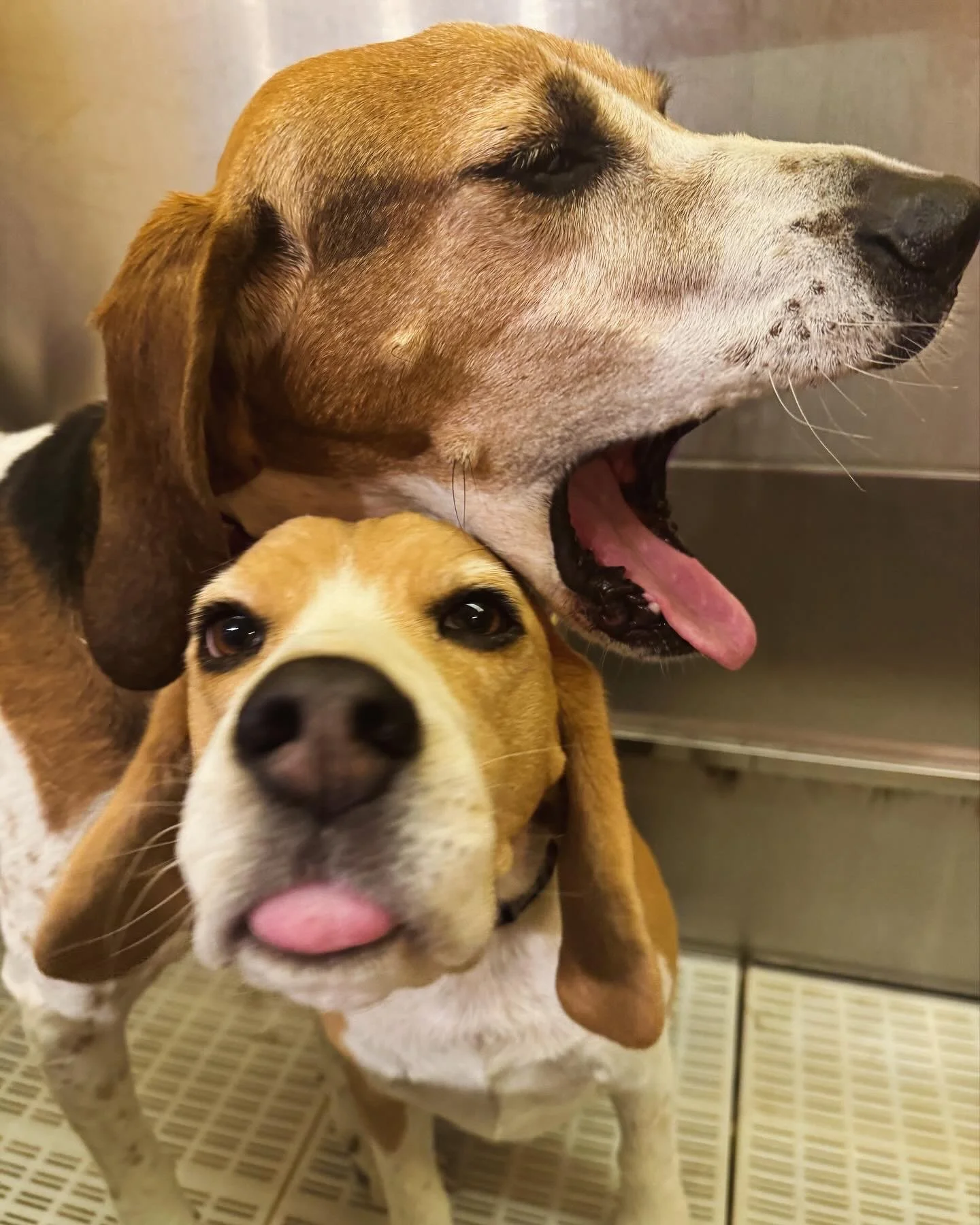 Two dogs, one yawning and the other sticking out its tongue.