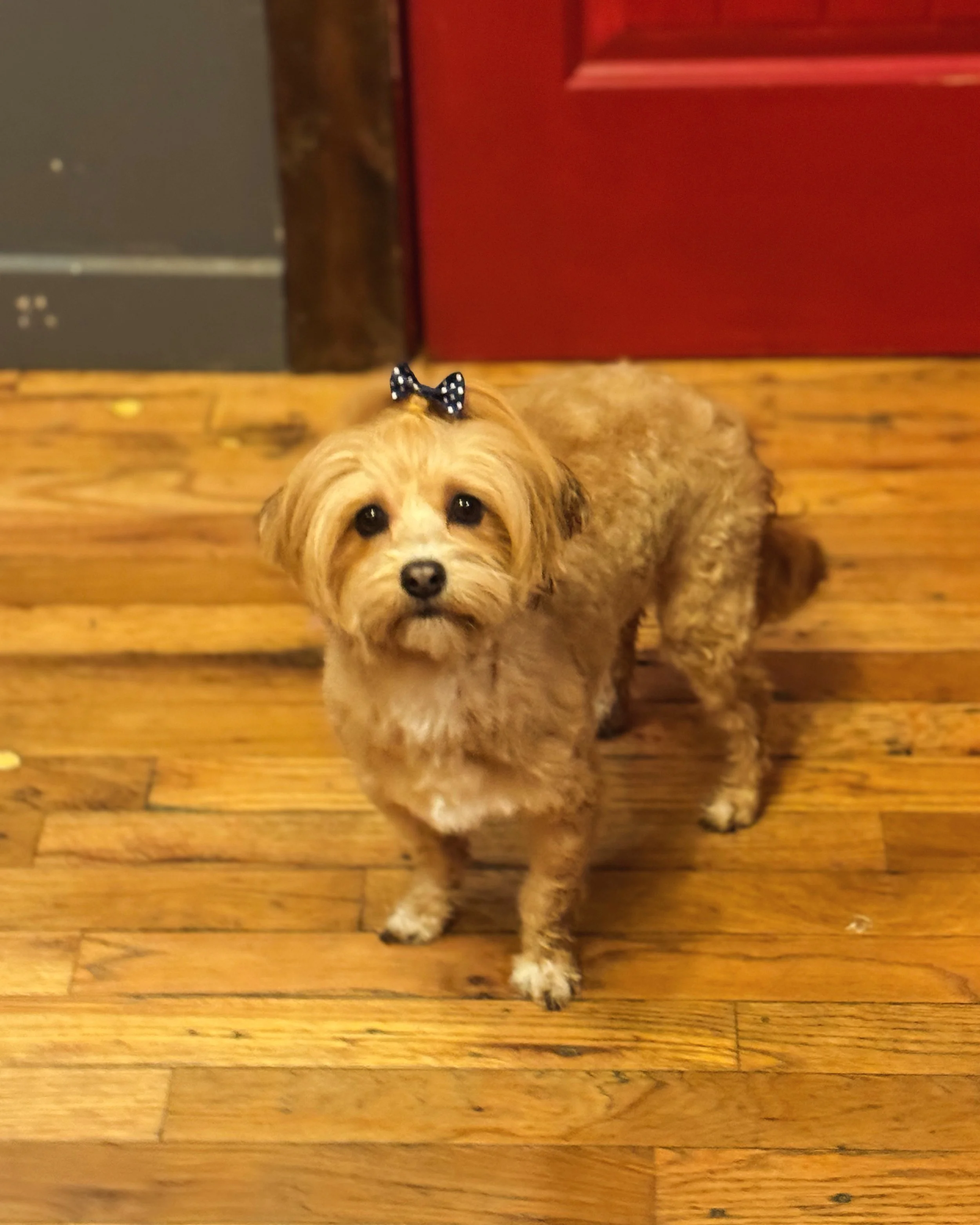A small, curly-haired dog with a black bow on its head standing on a wooden floor in front of a red door.