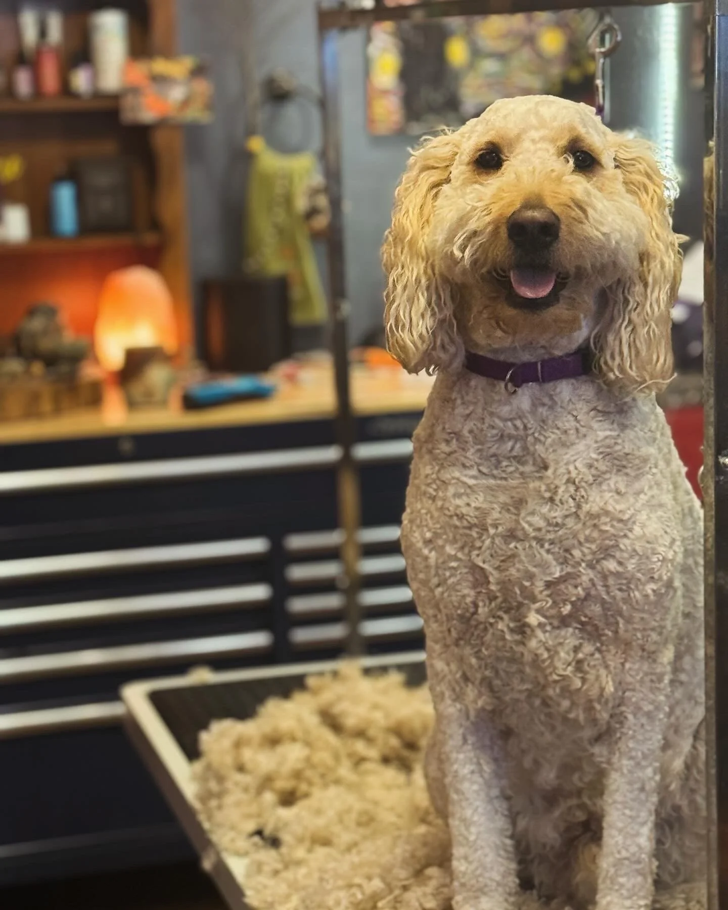 A curly-haired dog with a purple collar sitting on grooming table in a grooming salon, with tools and products in the background.