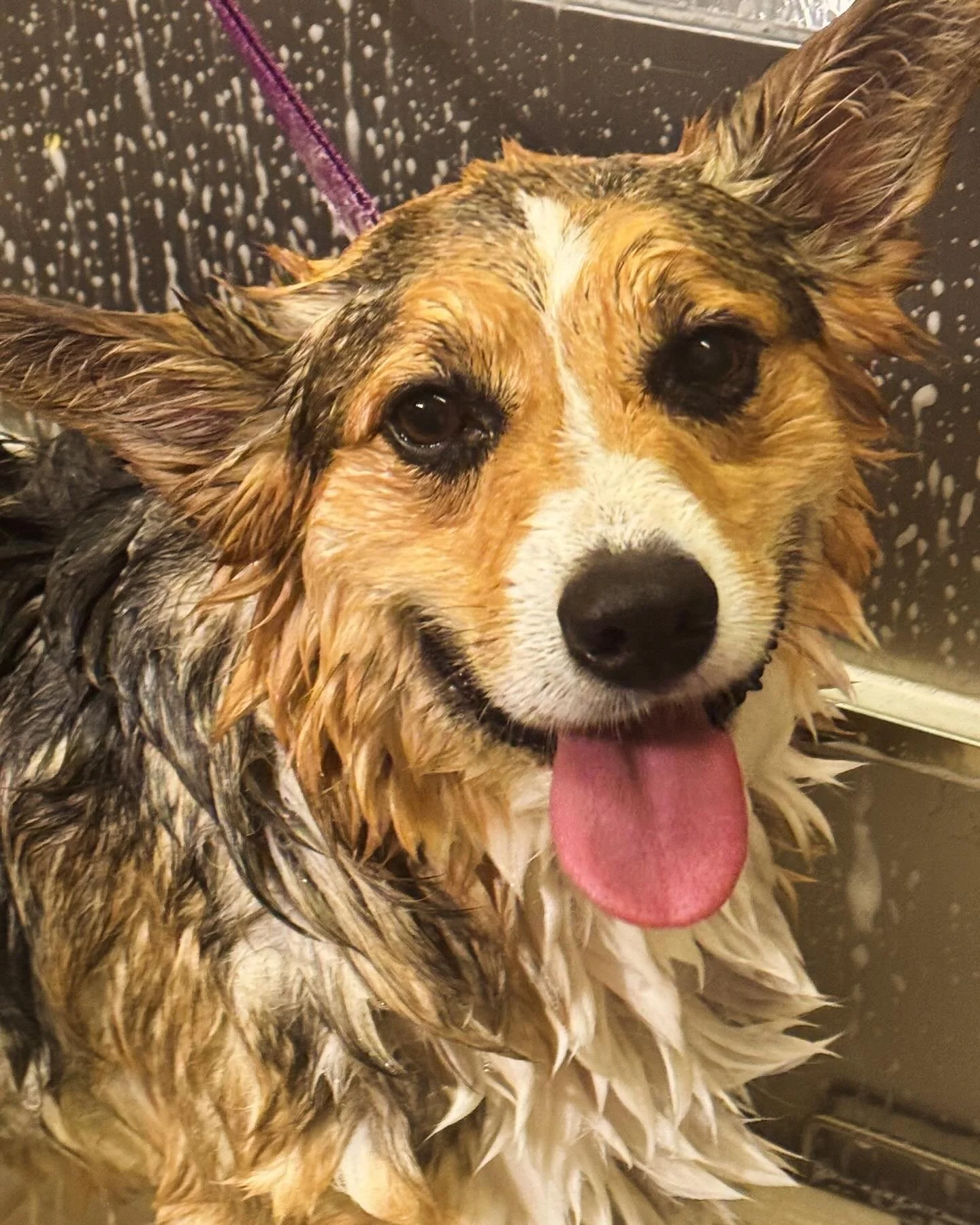 A happy, wet dog with a rainbow-colored collar, smiling with its tongue out, during a bath.