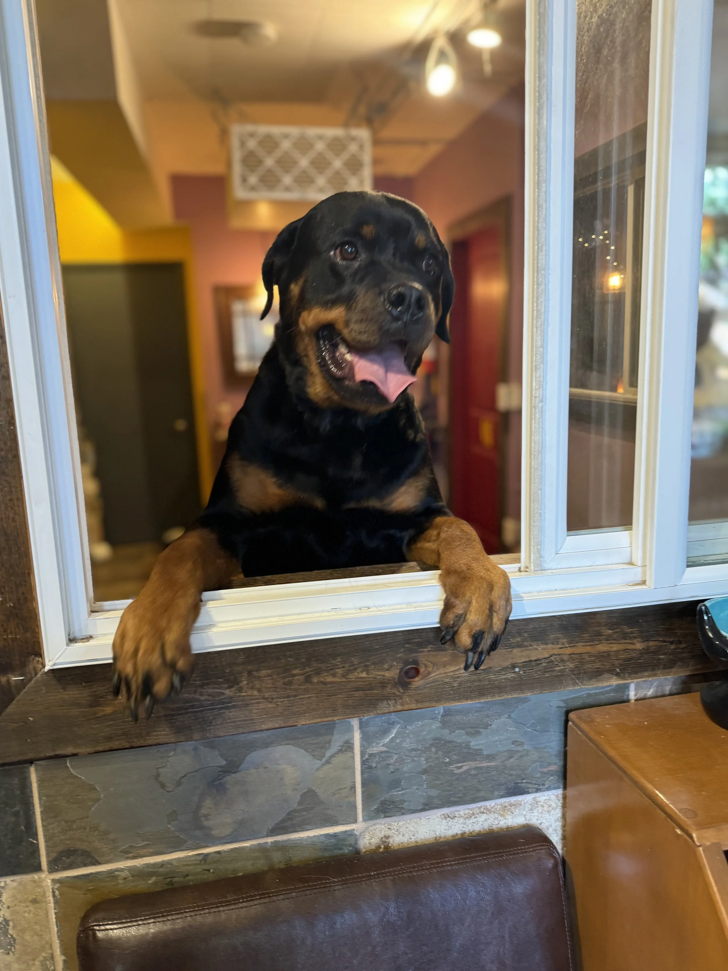 A happy Rottweiler puppy looking out a window with its front paws resting on the windowsill.