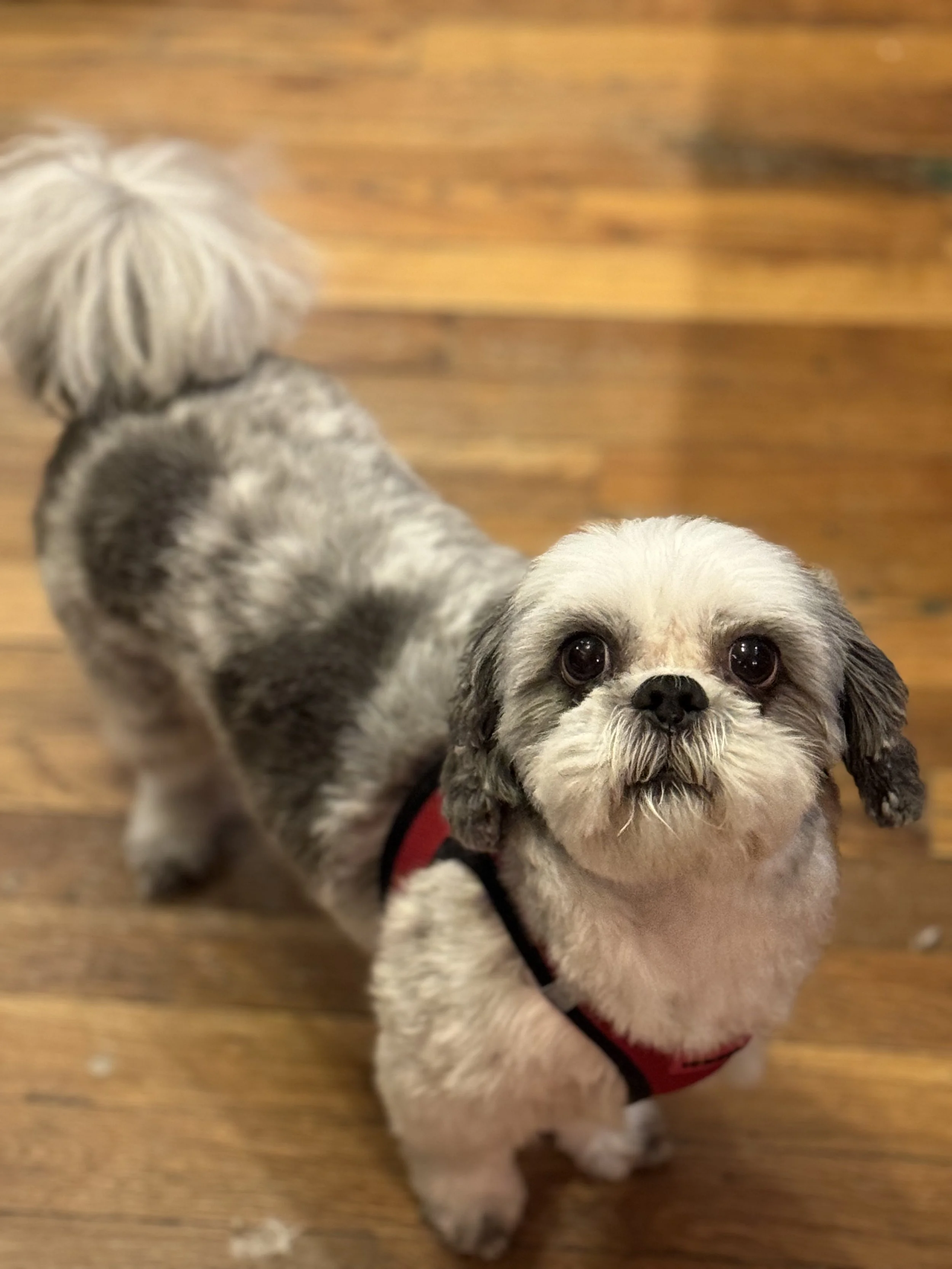 A small, fluffy dog with gray and white fur, wearing a red harness, looking up at the camera on a wooden floor.