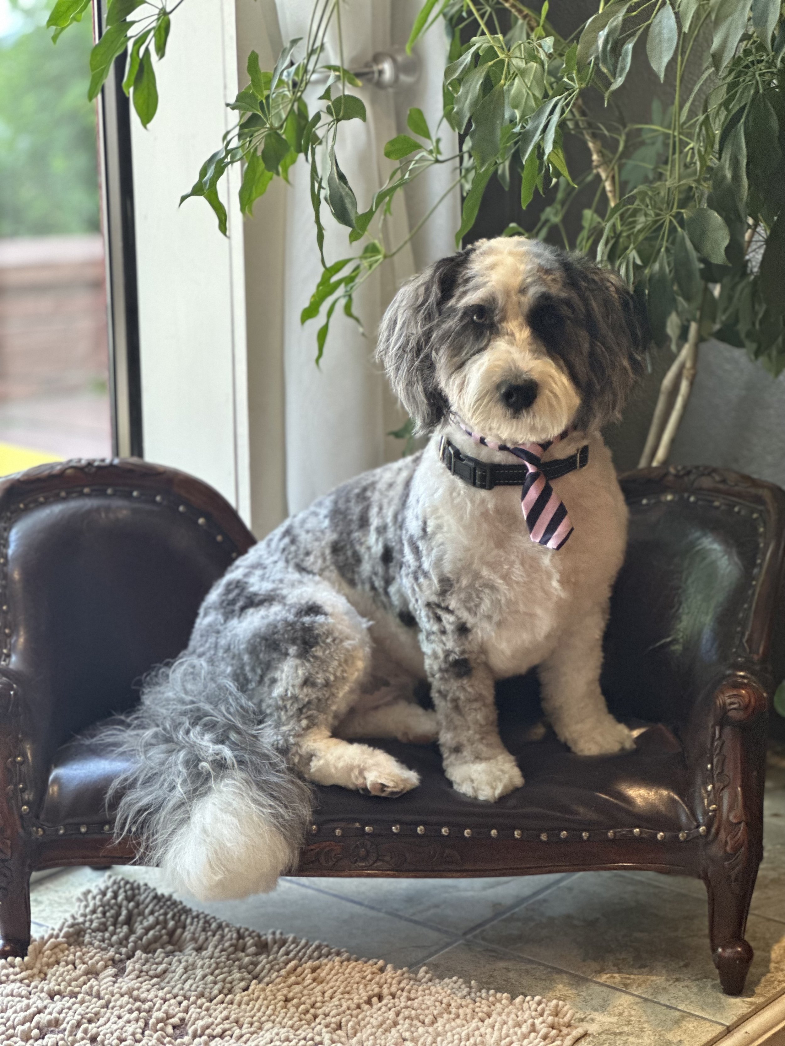 A cute, fluffy dog with a black and white curly coat sitting on a small vintage-style leather chair near a window with green plants around.