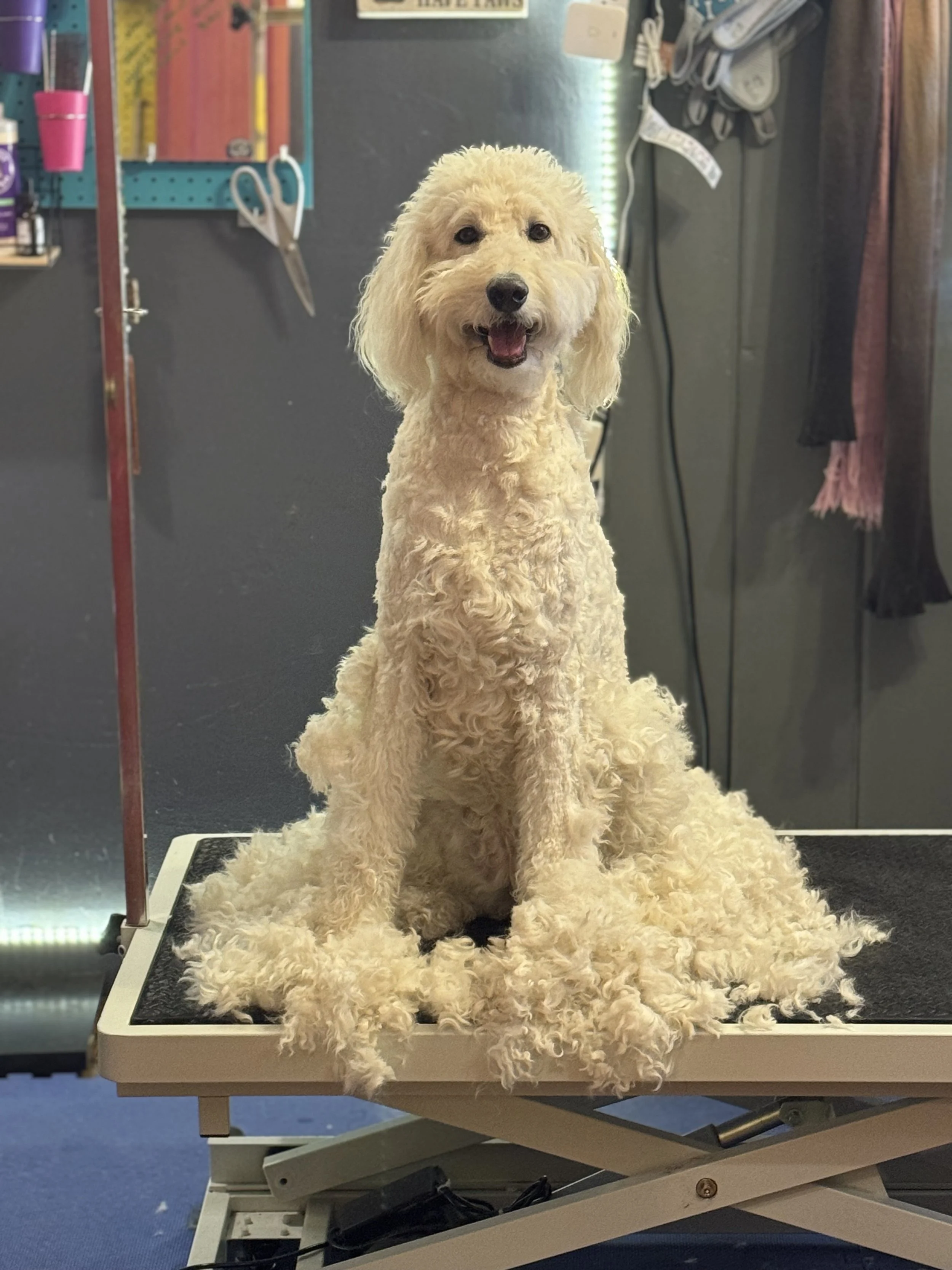 Cream-colored poodle dog sitting on a grooming table in a pet grooming salon, with grooming tools and supplies visible in the background.