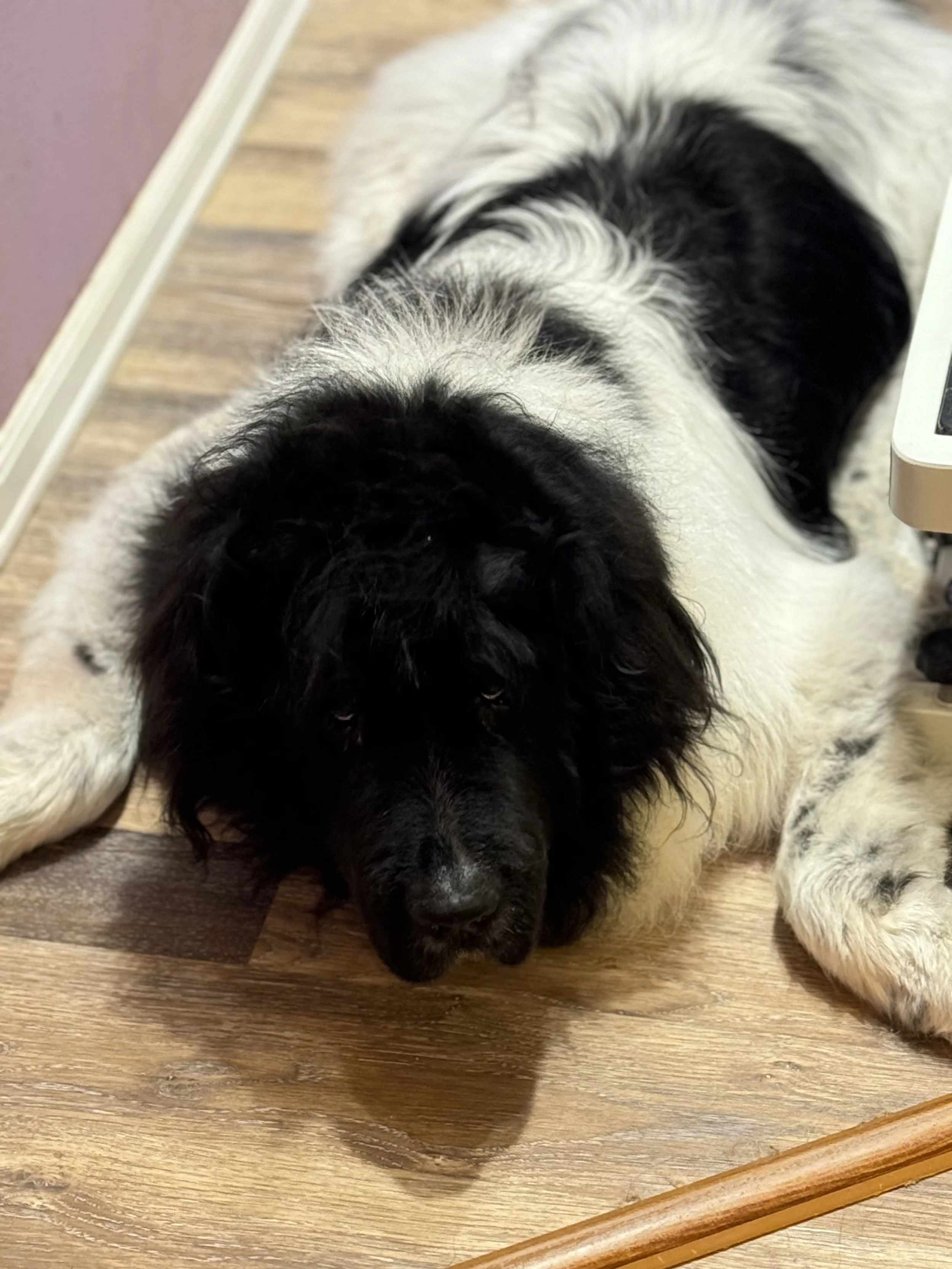 A large, fluffy dog with black and white fur, lying on a wooden floor with its head resting down.