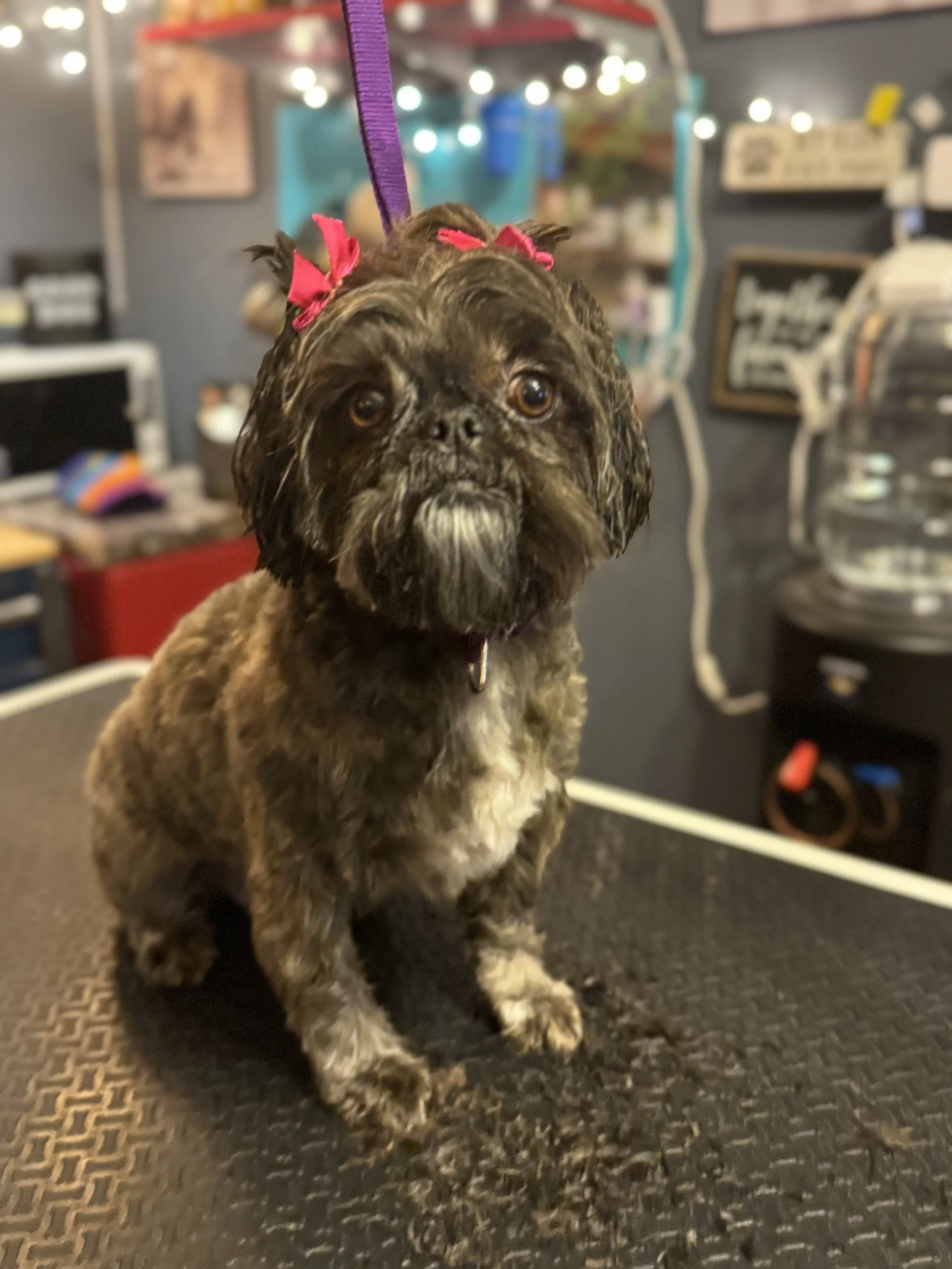 A small brown dog with a black face, wearing pink bows on its ears, sitting on a grooming table with hair clippings around its paws, in a pet grooming salon.