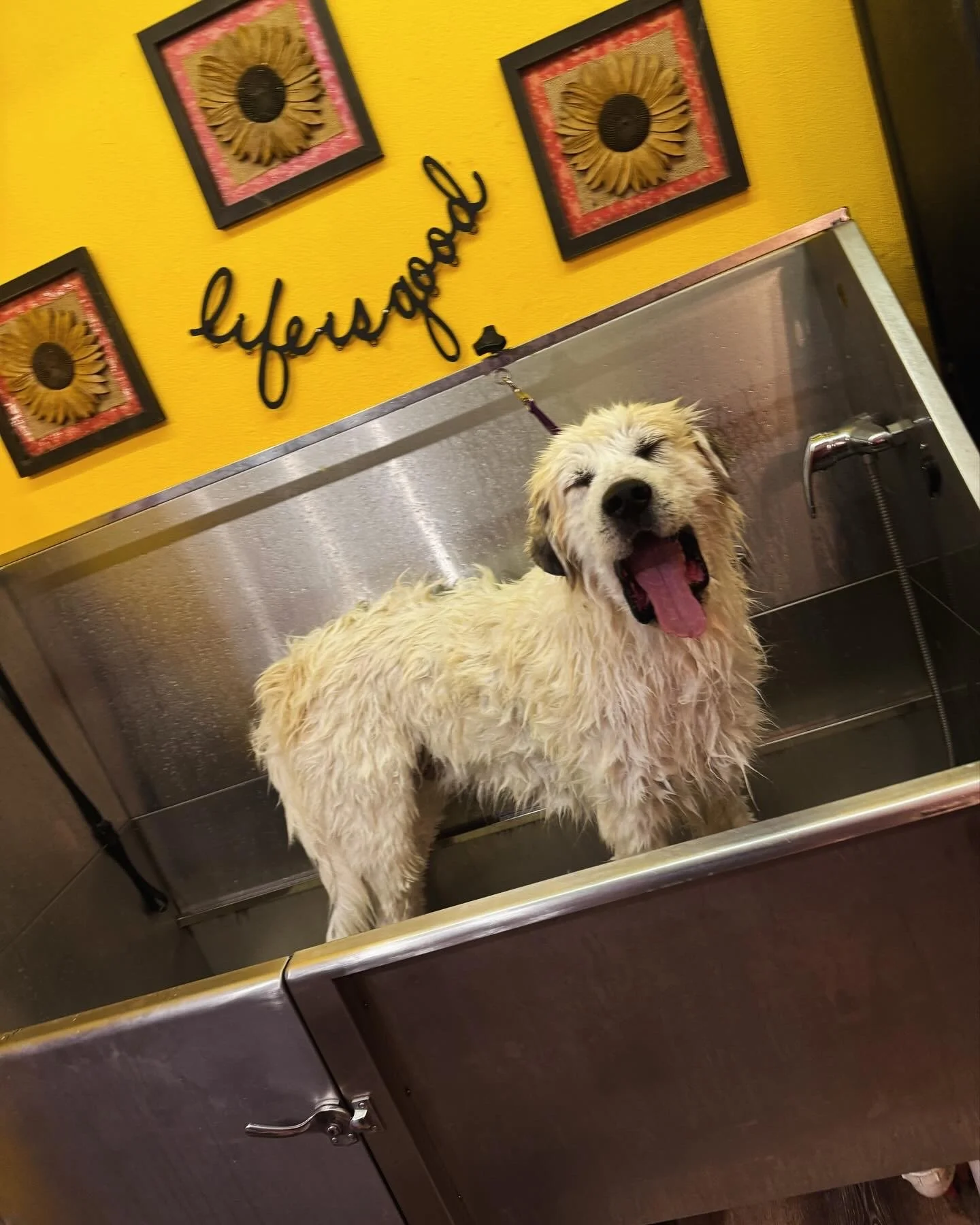 A happy, wet dog standing in a stainless steel dog grooming tub, yawning with its eyes closed. The background has yellow walls decorated with sunflower artwork and a sign that reads 'furever'.