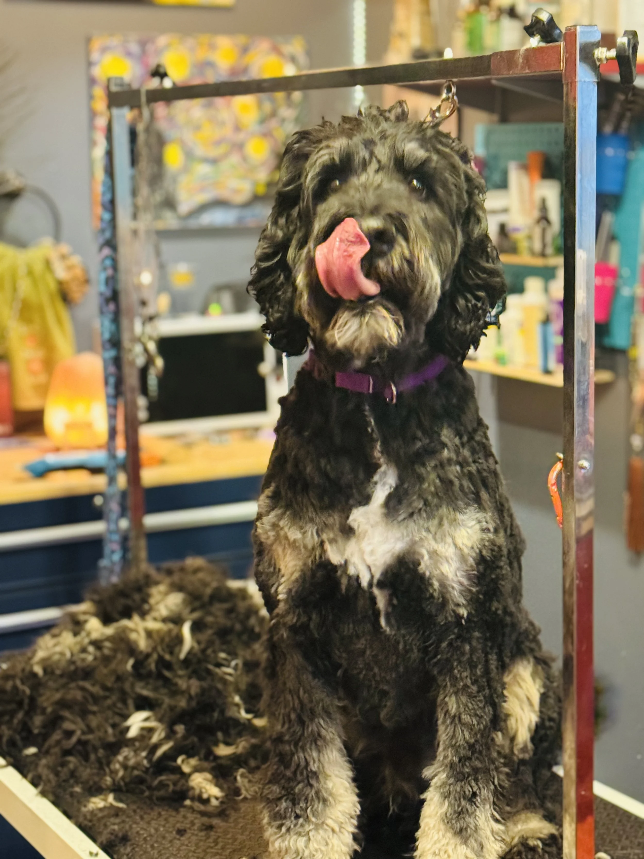 A black and tan poodle puppy with curly fur sitting on a grooming table, licking its nose, in a pet grooming salon.