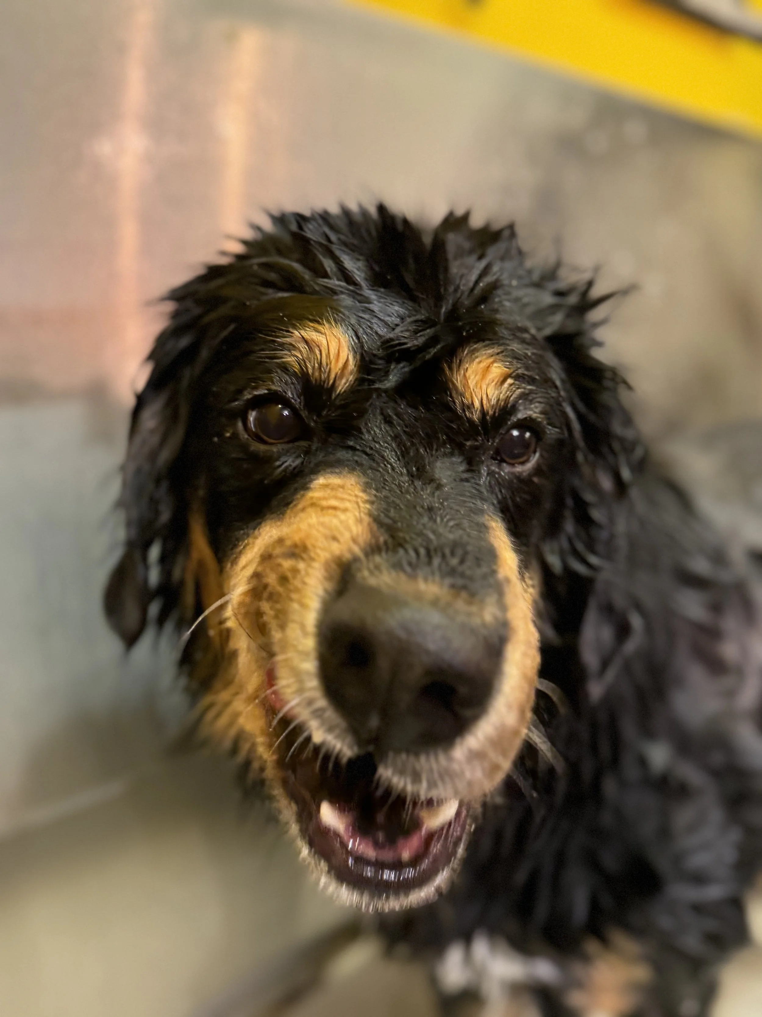 A wet, black and tan puppy with floppy ears looks directly at the camera, with its mouth slightly open.