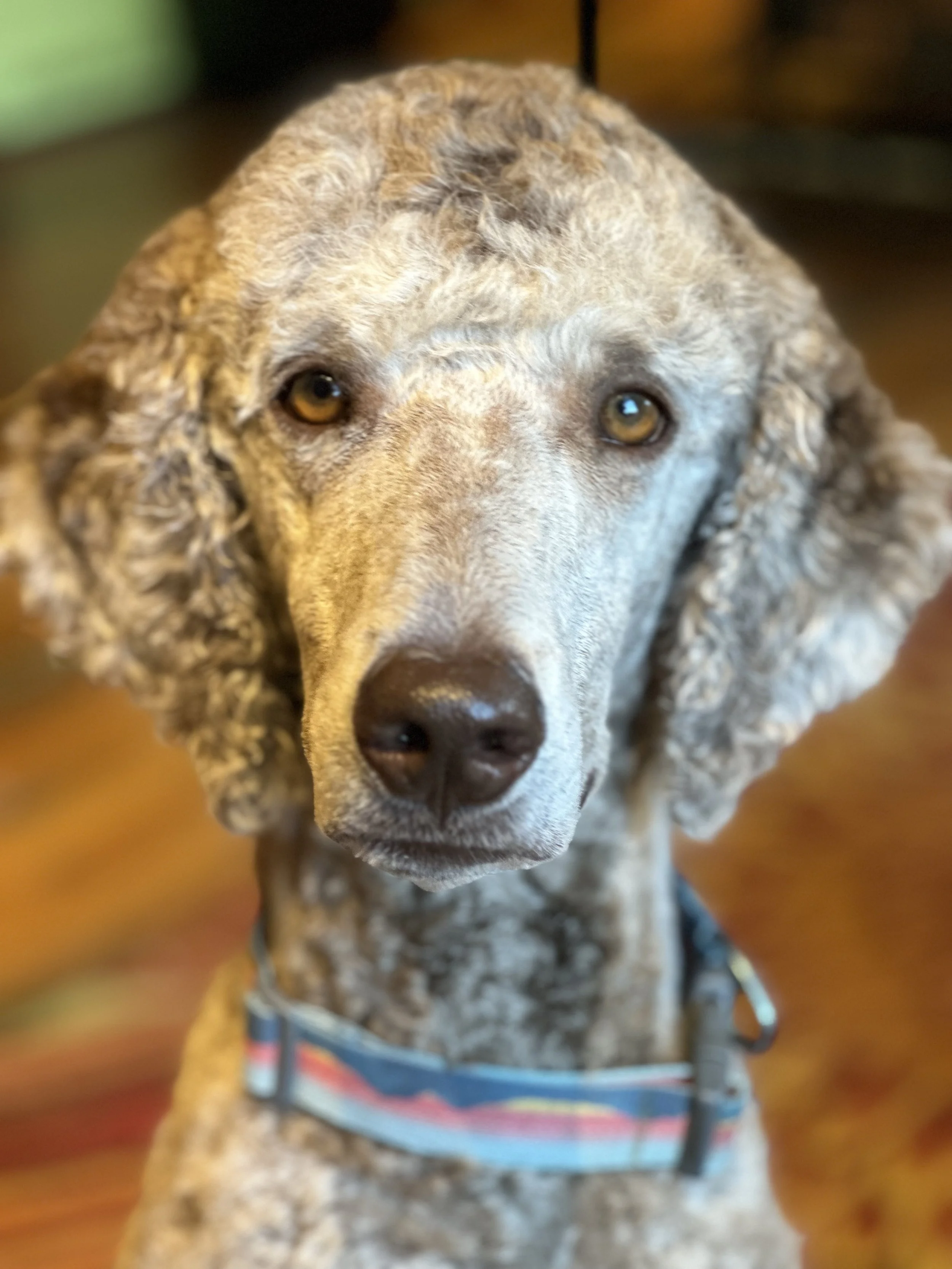 Close-up of a dog with a speckled, curly coat and amber eyes, wearing a colorful collar, indoors with a blurred background.