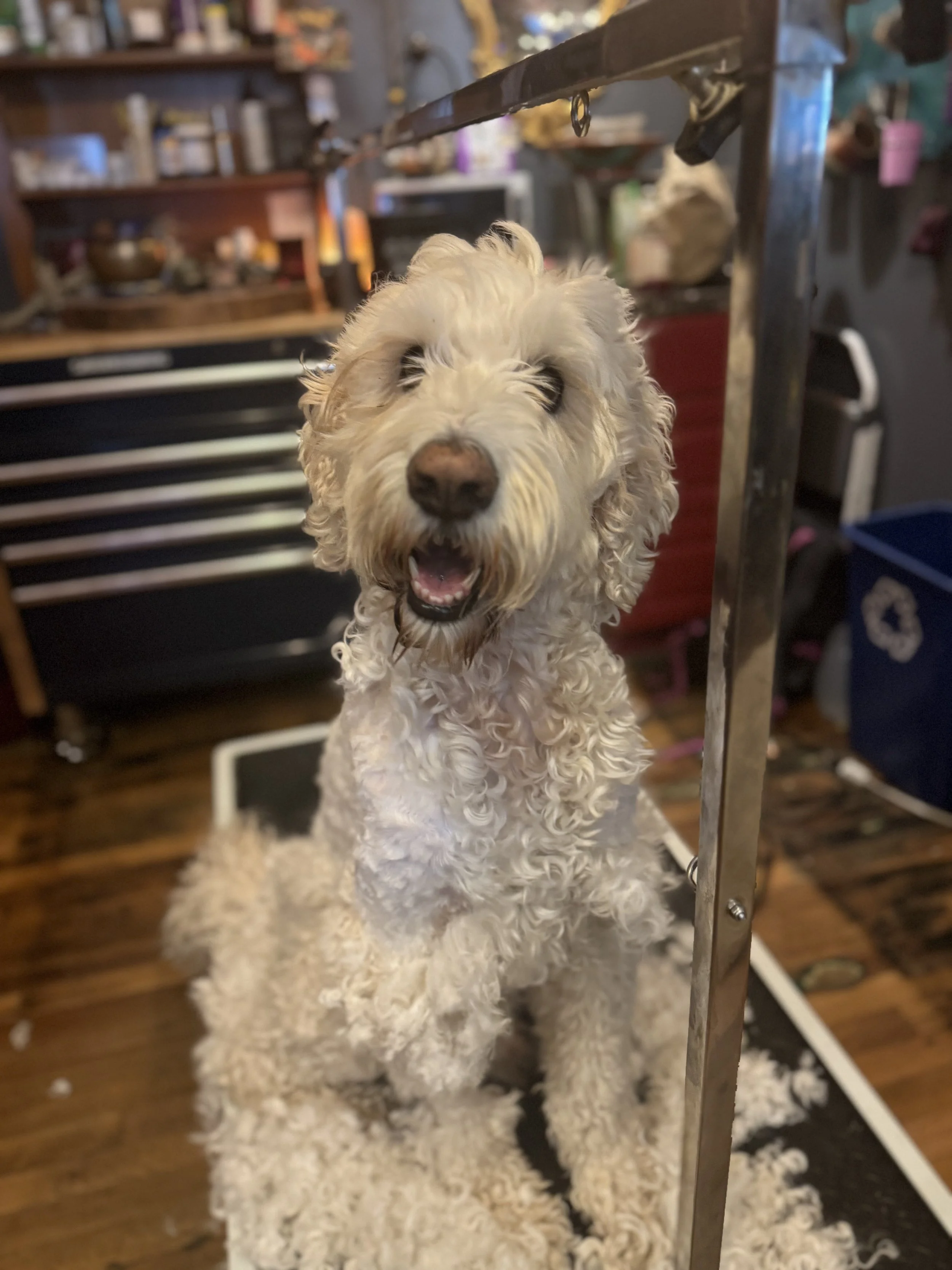 A fluffy beige dog with curly fur sitting on a grooming table, smiling, in a grooming or veterinary setting.