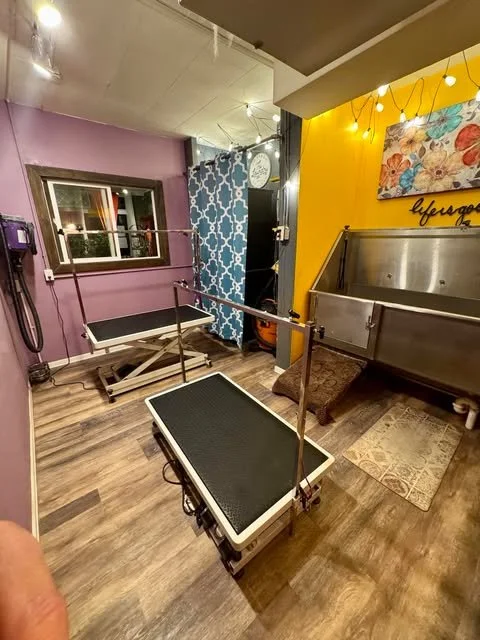 A room with a purple wall, a window, and two pet bathing stations with raised platforms. One platform is black with a metal rail, and the other is smaller and black. There is a yellow wall with a floral painting and string lights, and a stainless ste