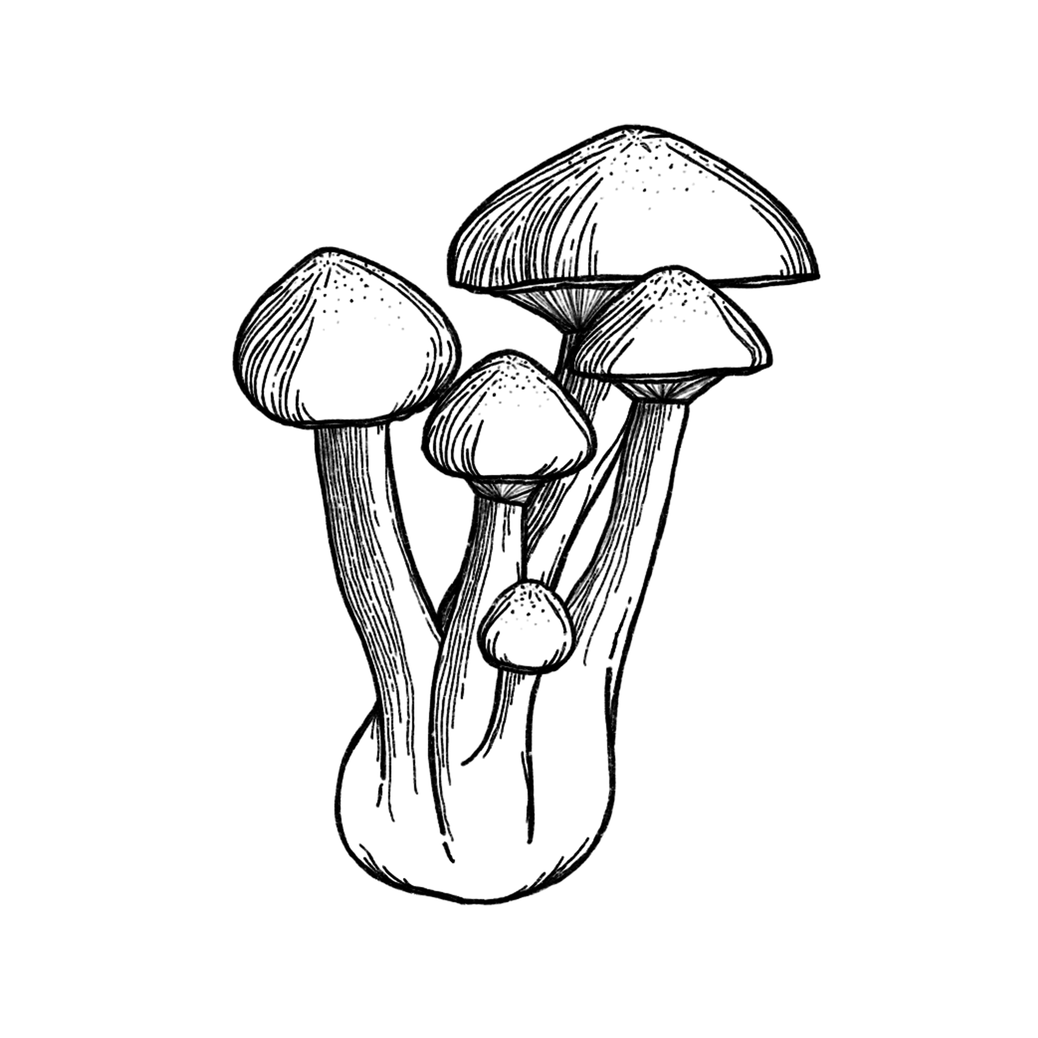 PNWSpore_Illustrations_B+-Black.png