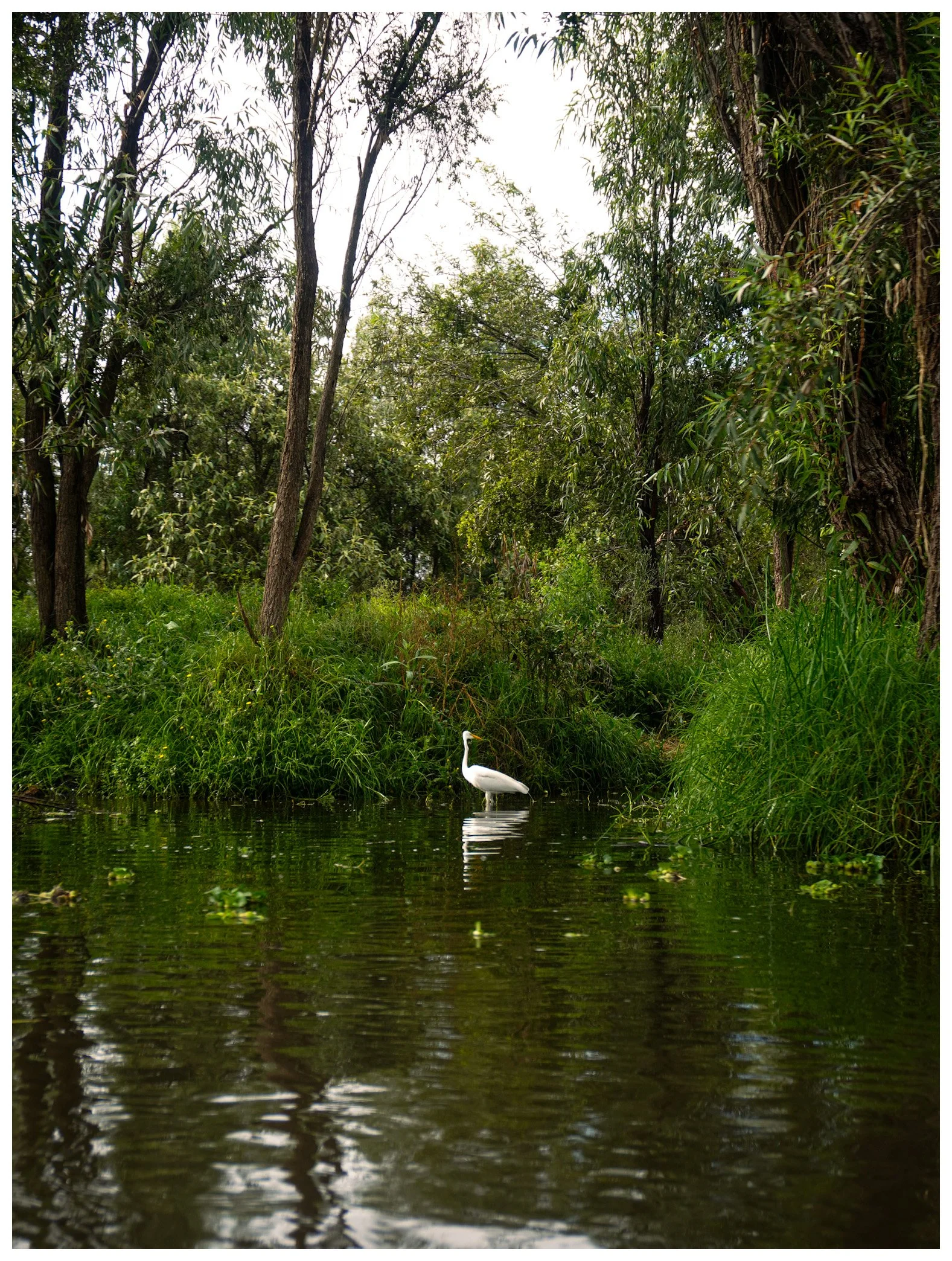 Crane in a Mexico City River