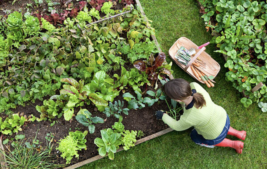 Planting Design