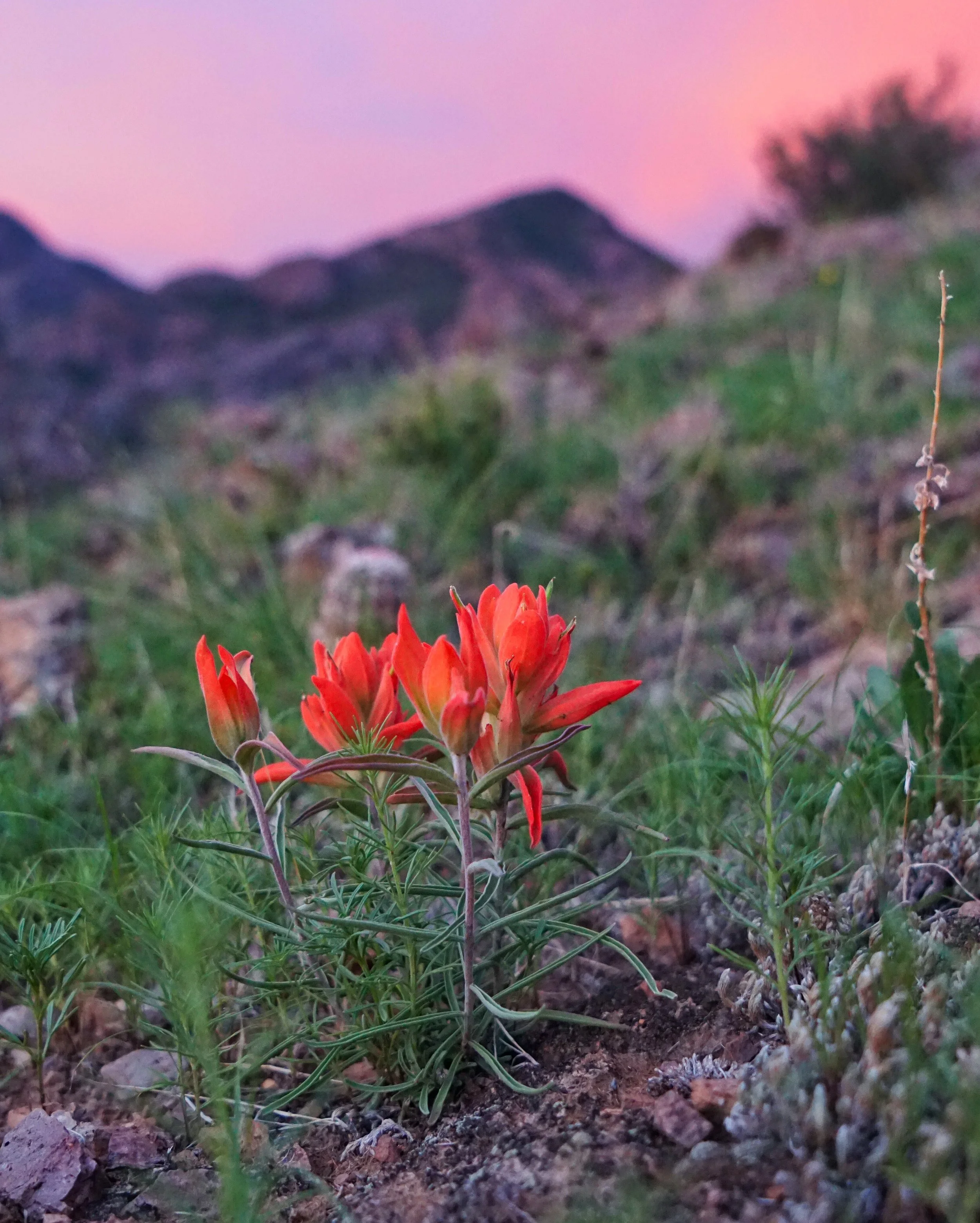 New Mexico Afterglow 014