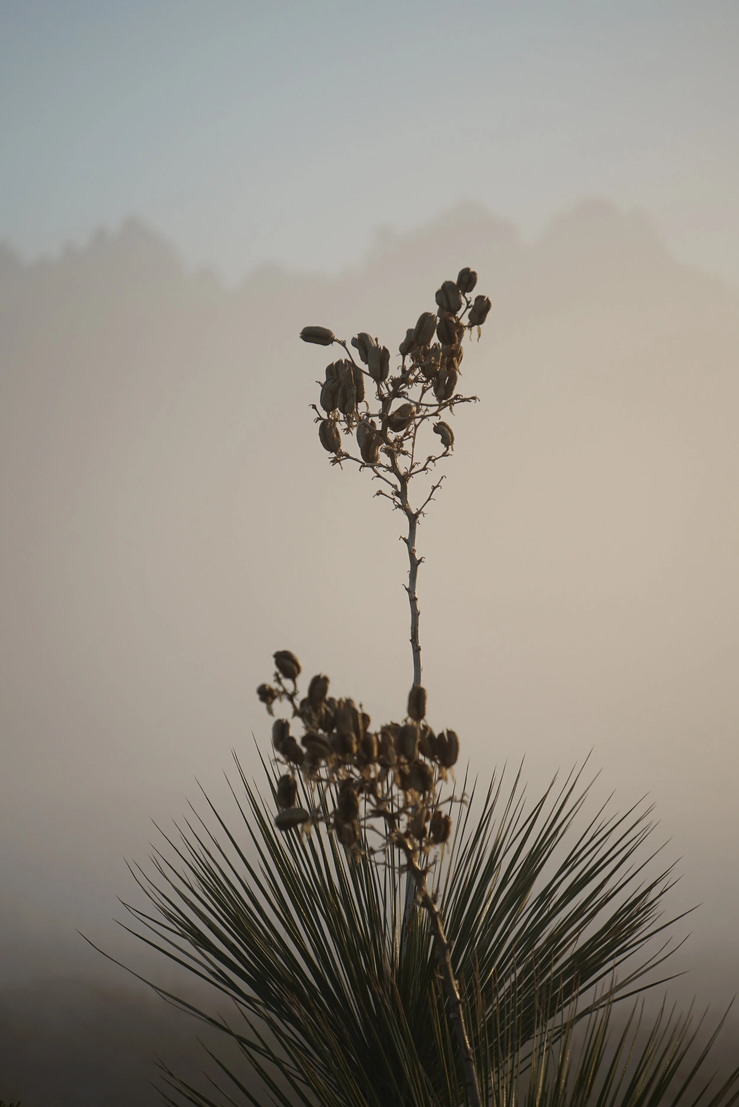 Land of Enchantment 008
