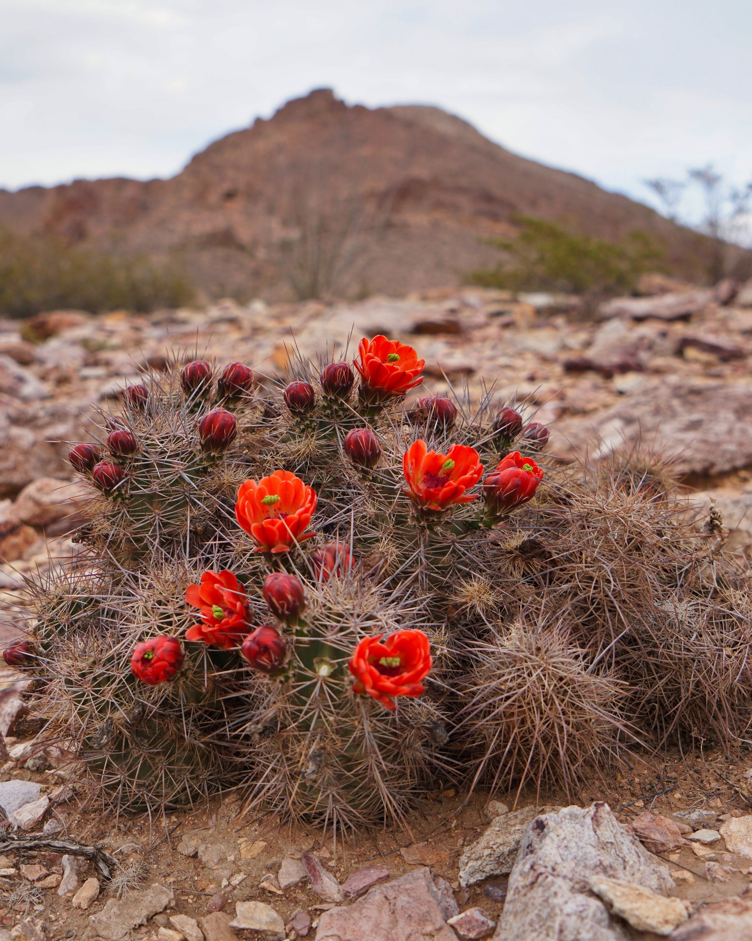 Desert Blooms