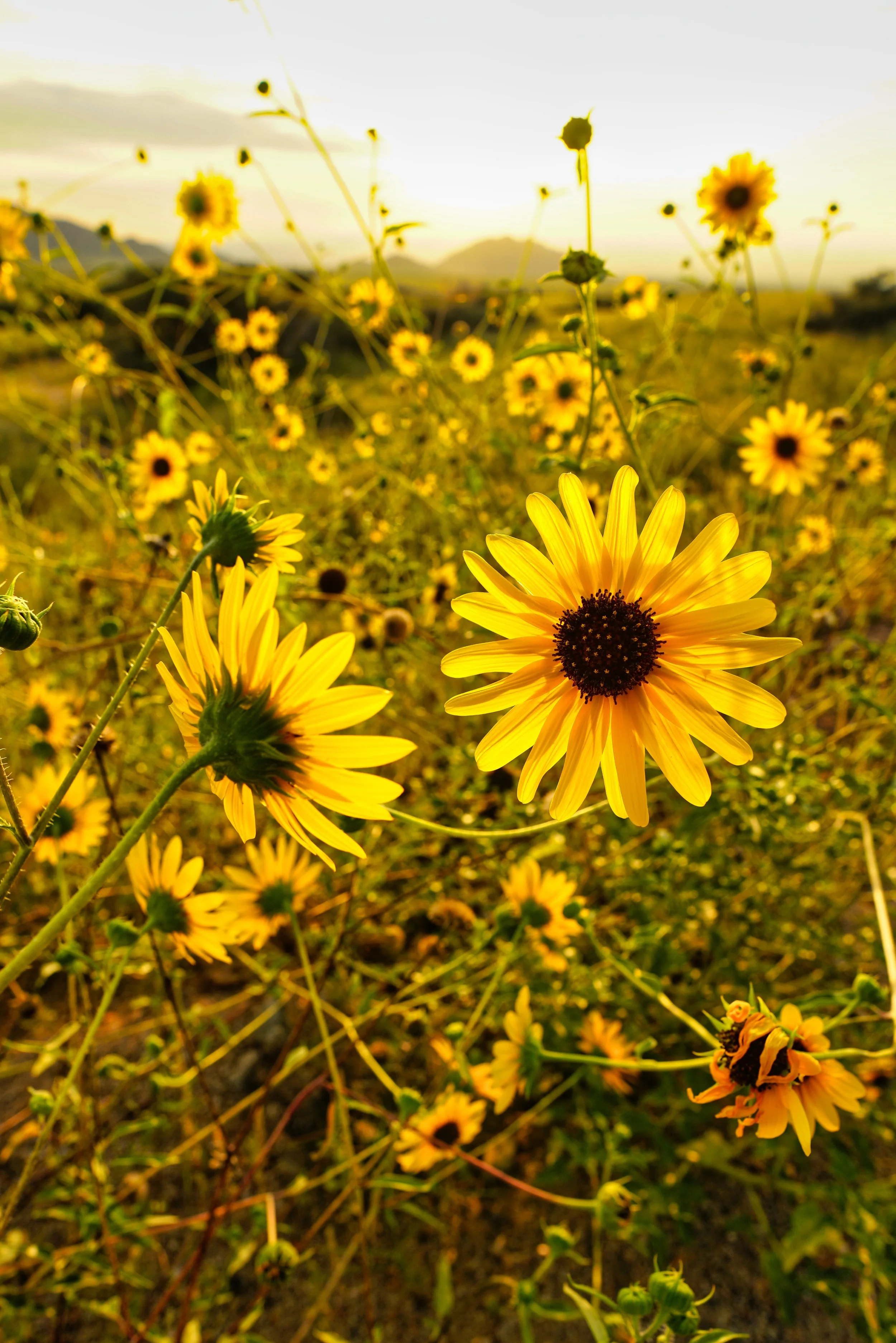 Desert Bloom 001