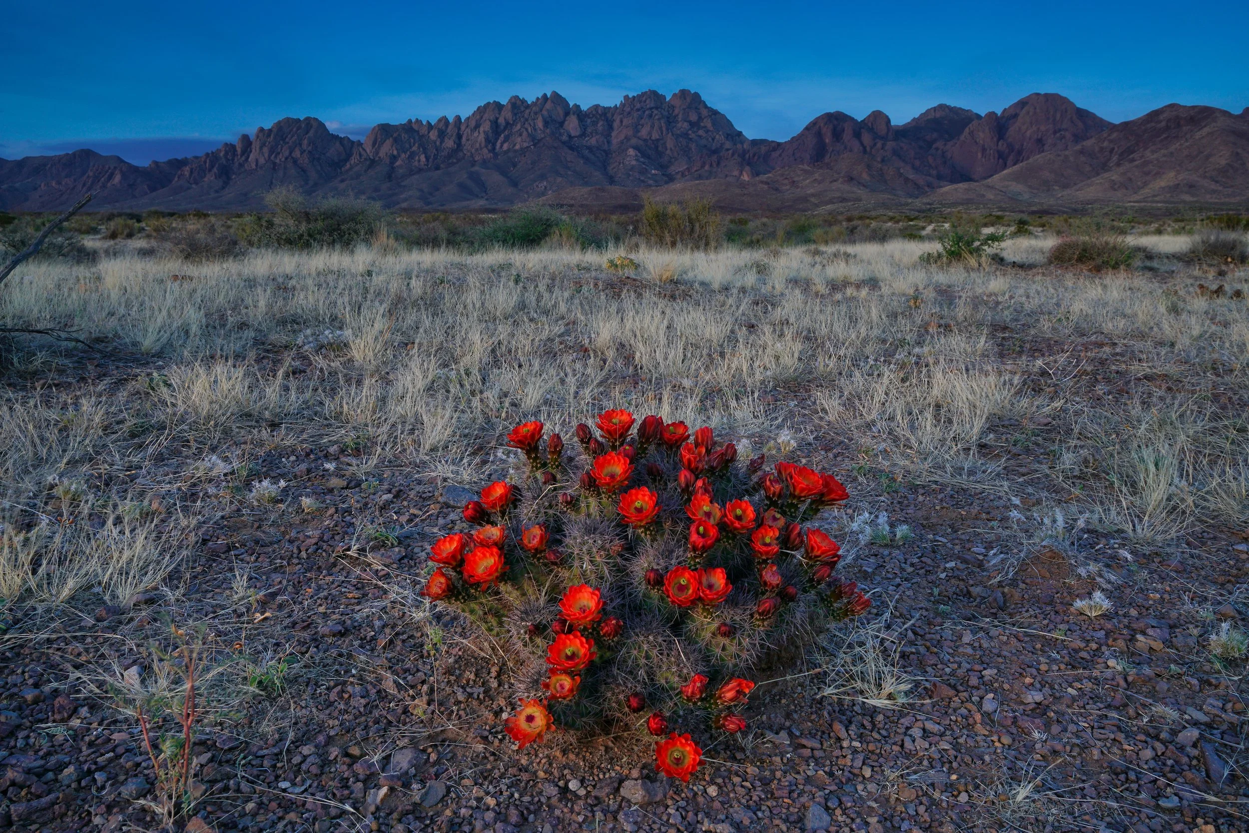 Desert Bloom 005