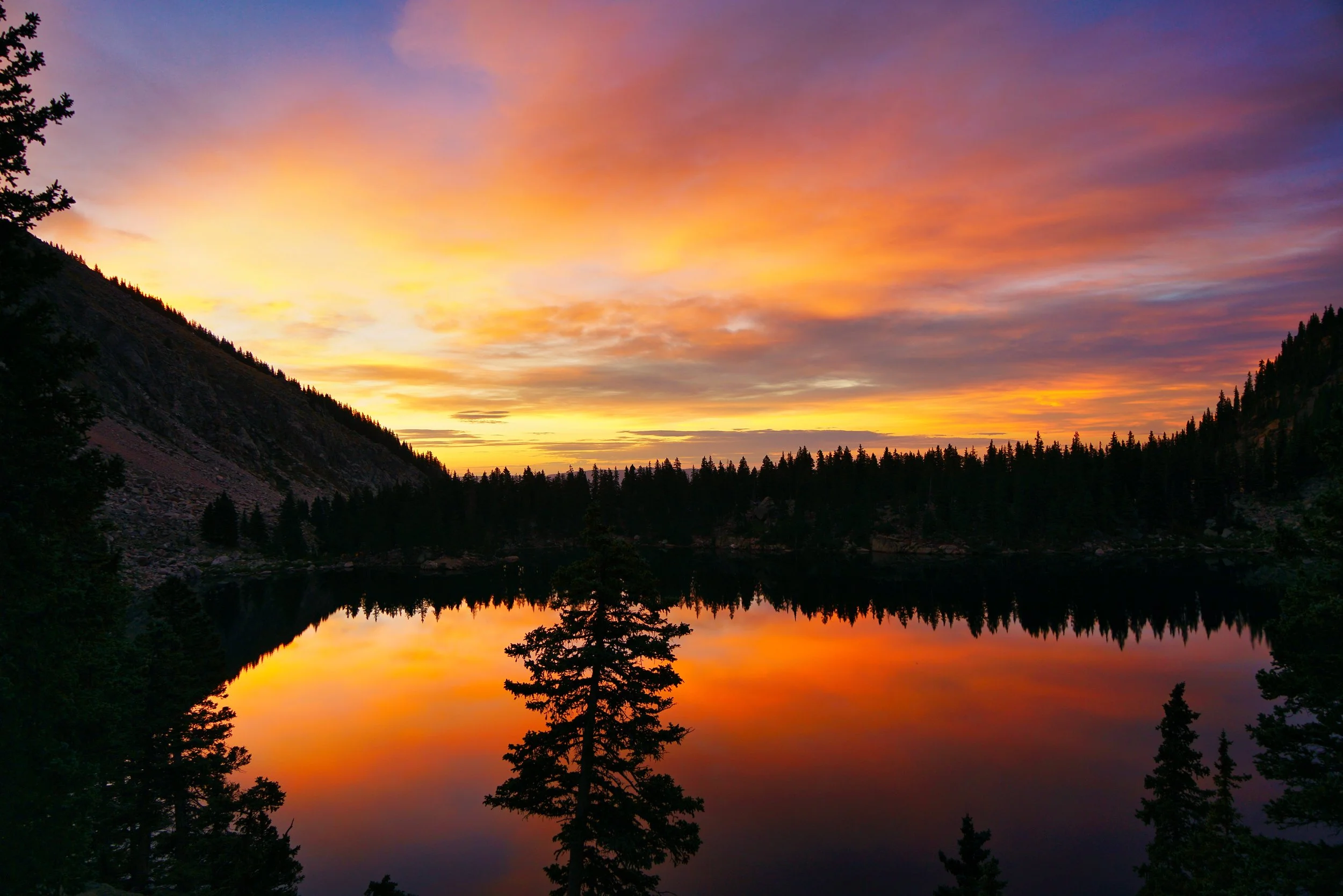 Morning Painted Gold 004