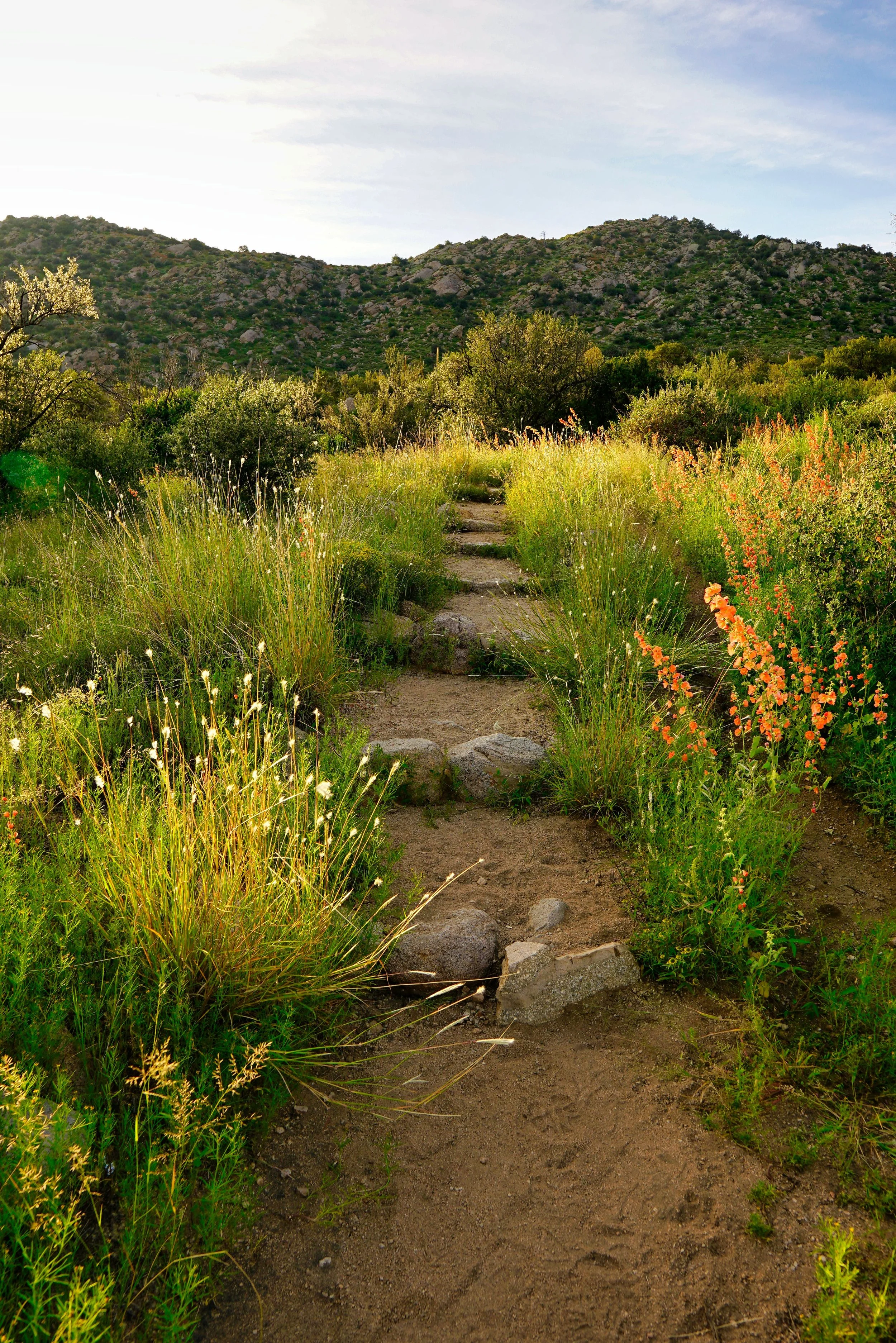 Desert Bloom 002