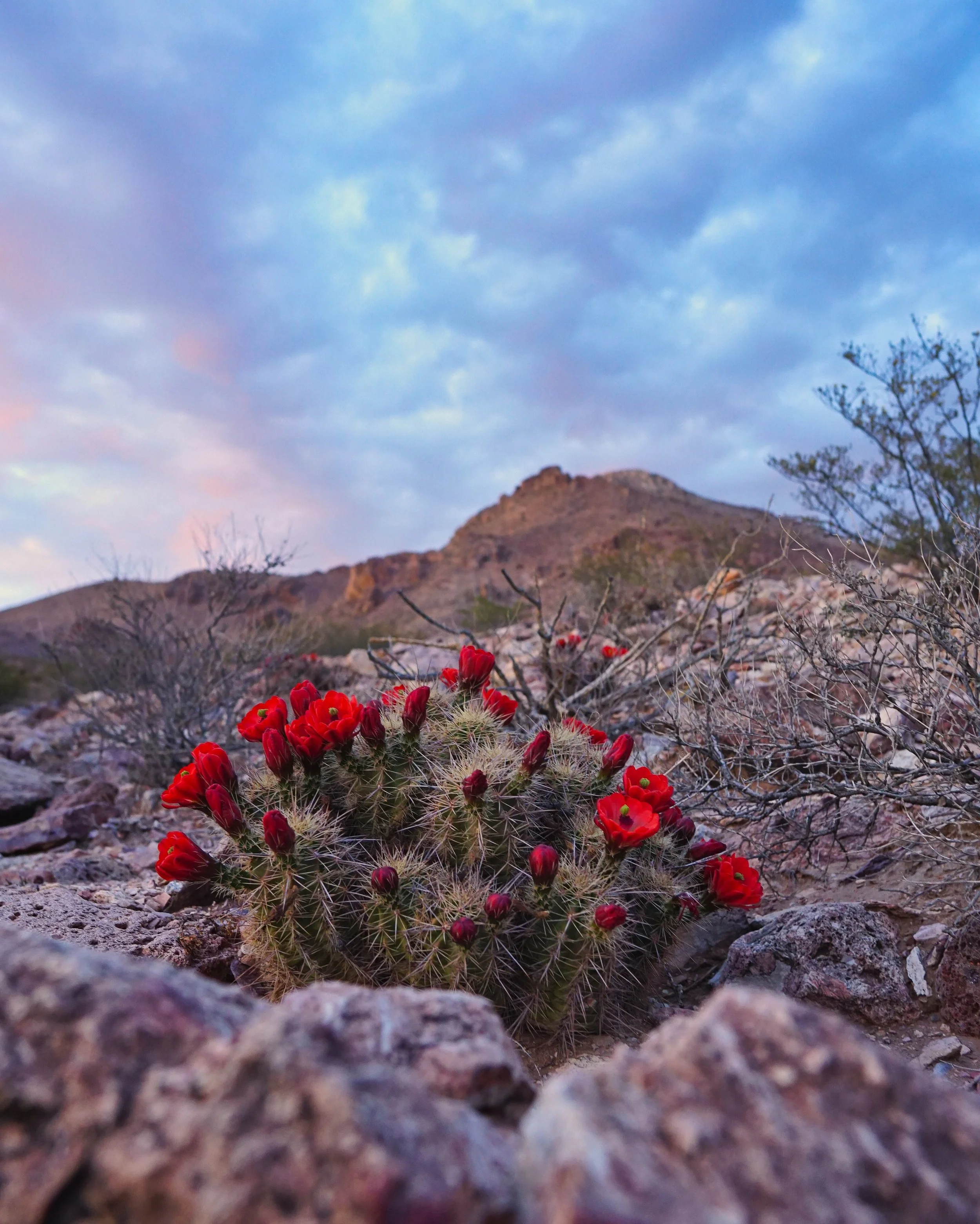 Desert Bloom 004